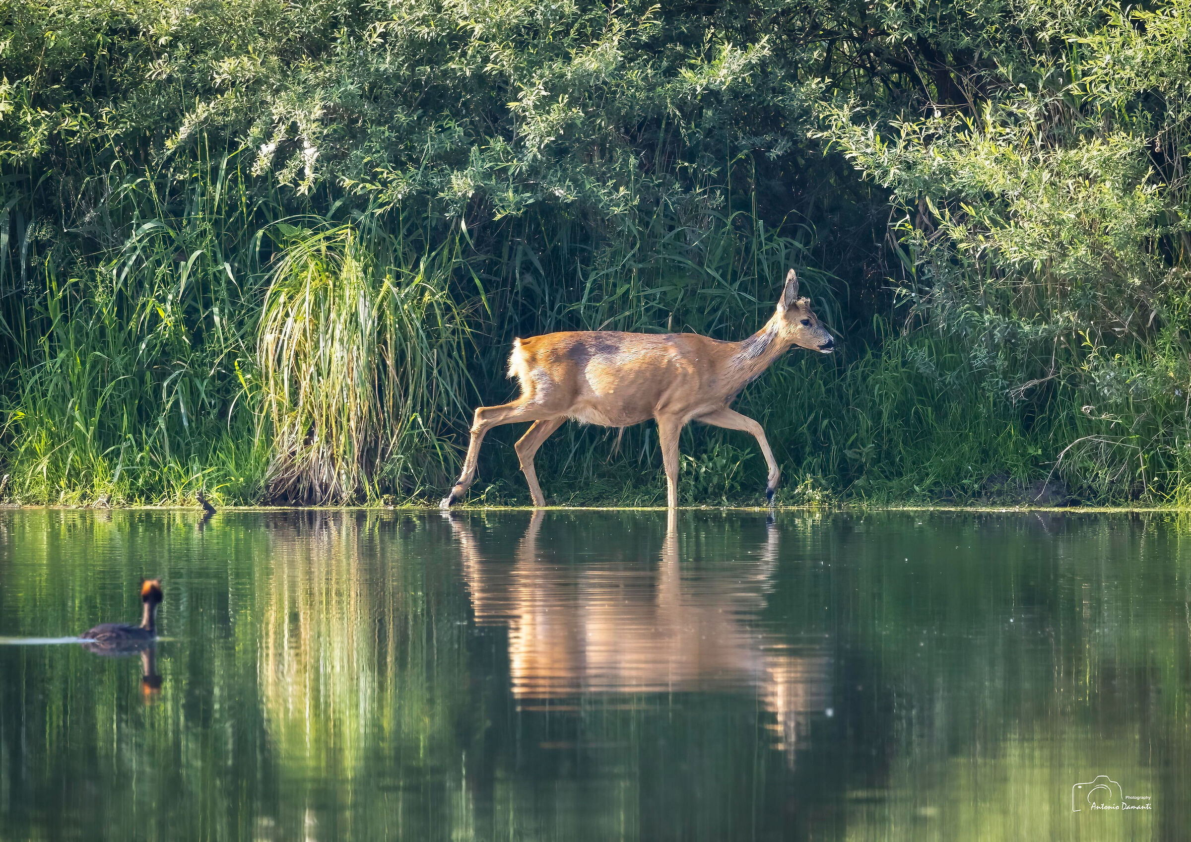 Roe deer and grebe