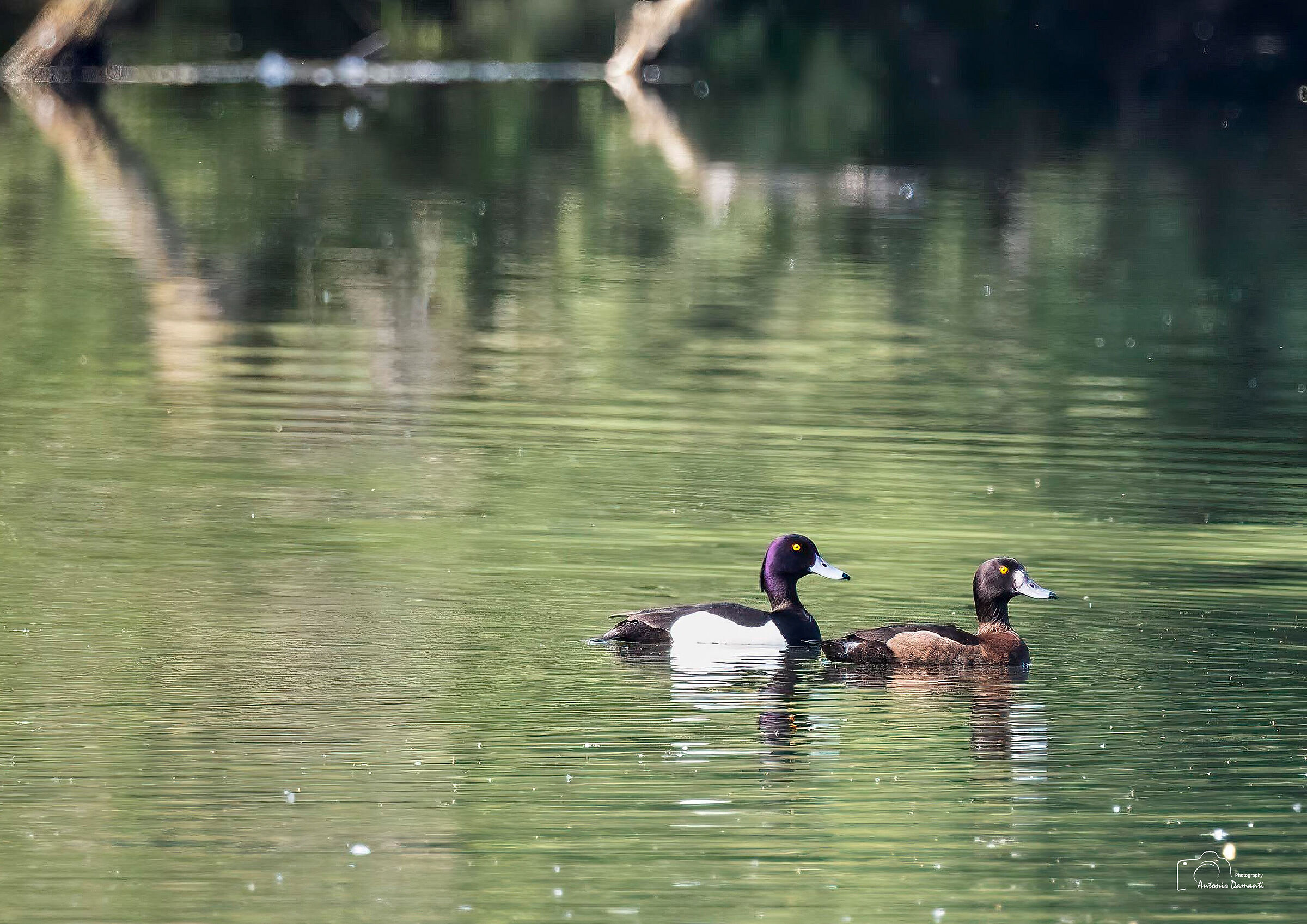 Pair of ducks