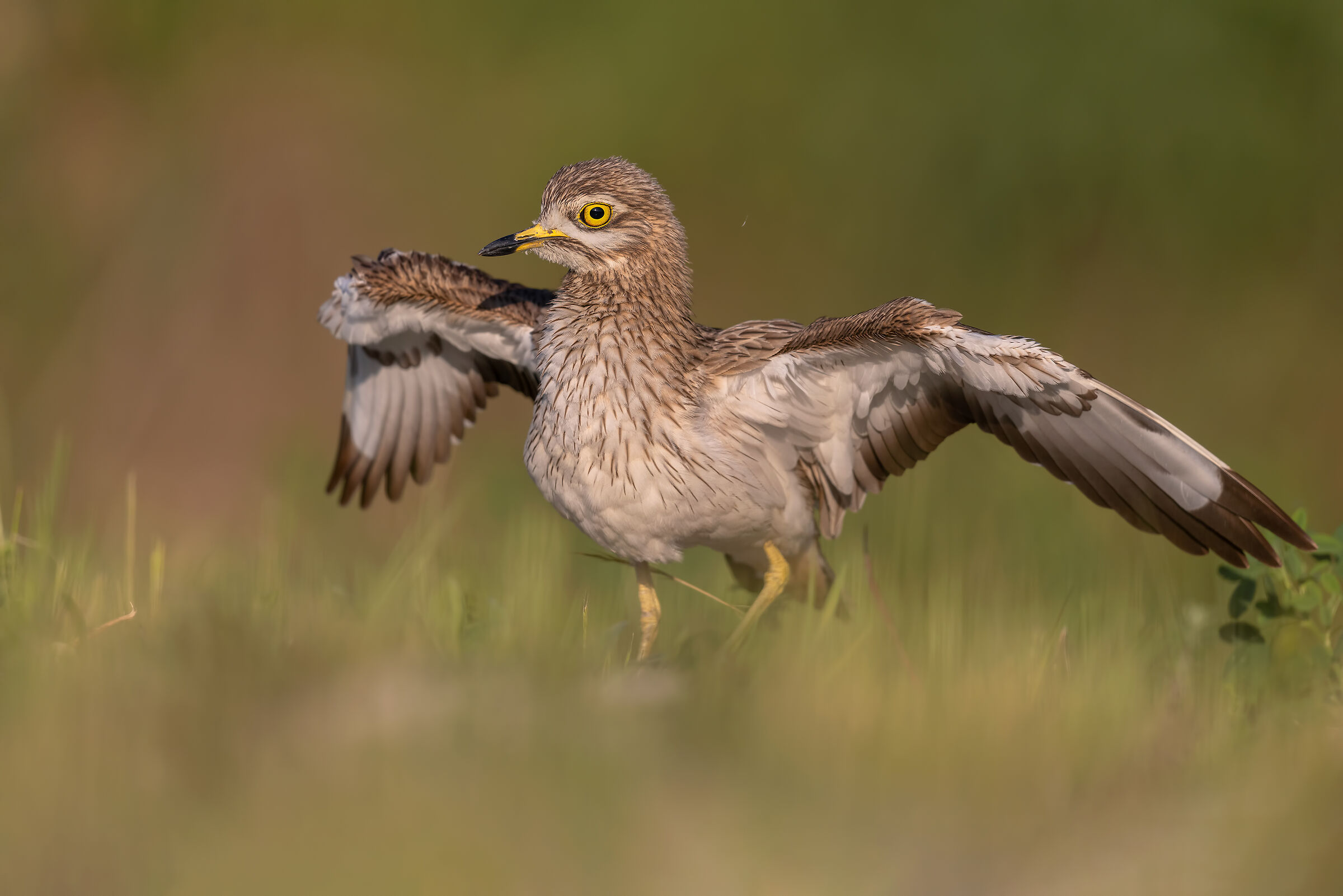 kissed by the last sun