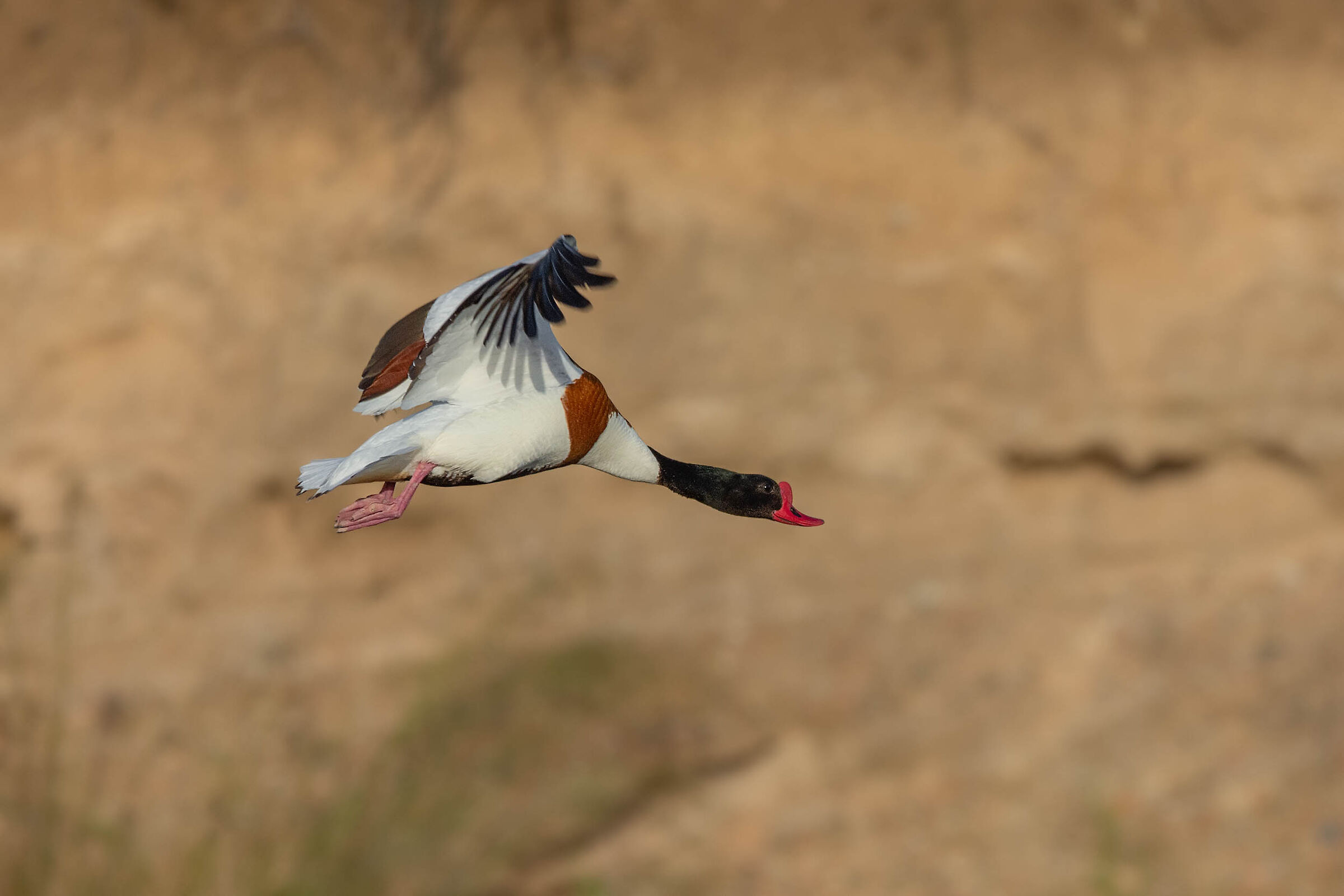 In volo all'alba