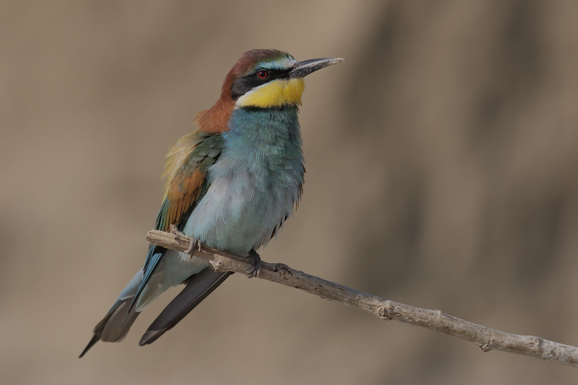 Bee-eater (Merops apiaster)