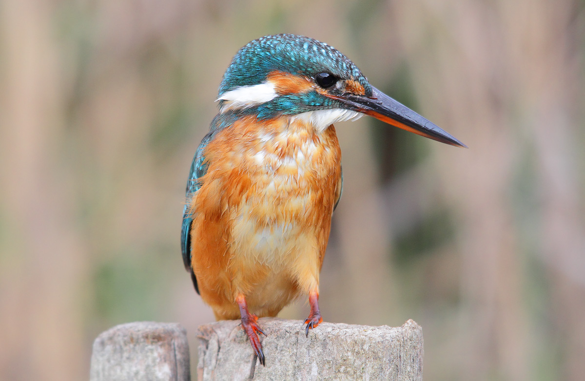 kingfisher