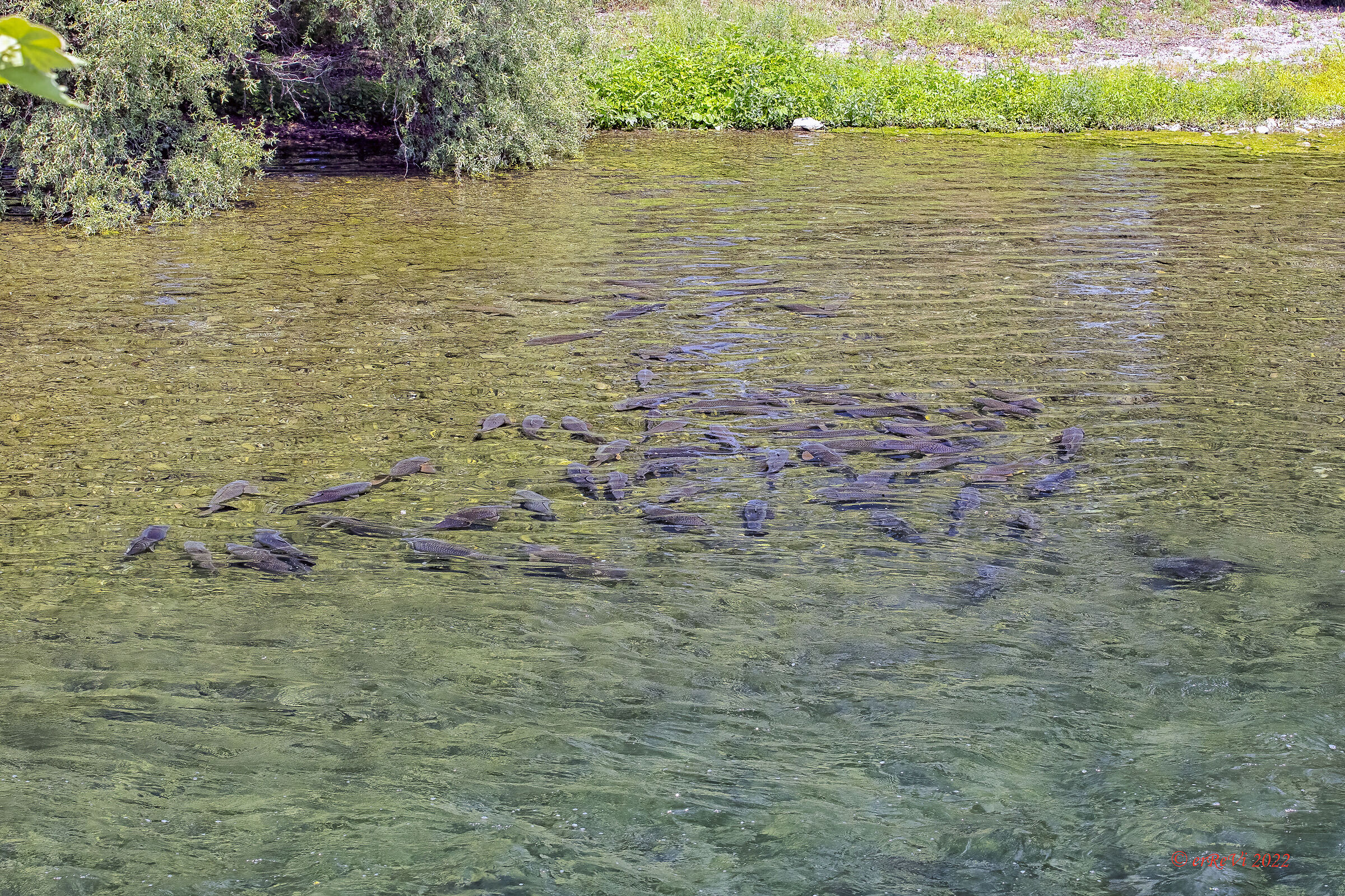 Carps in frigate