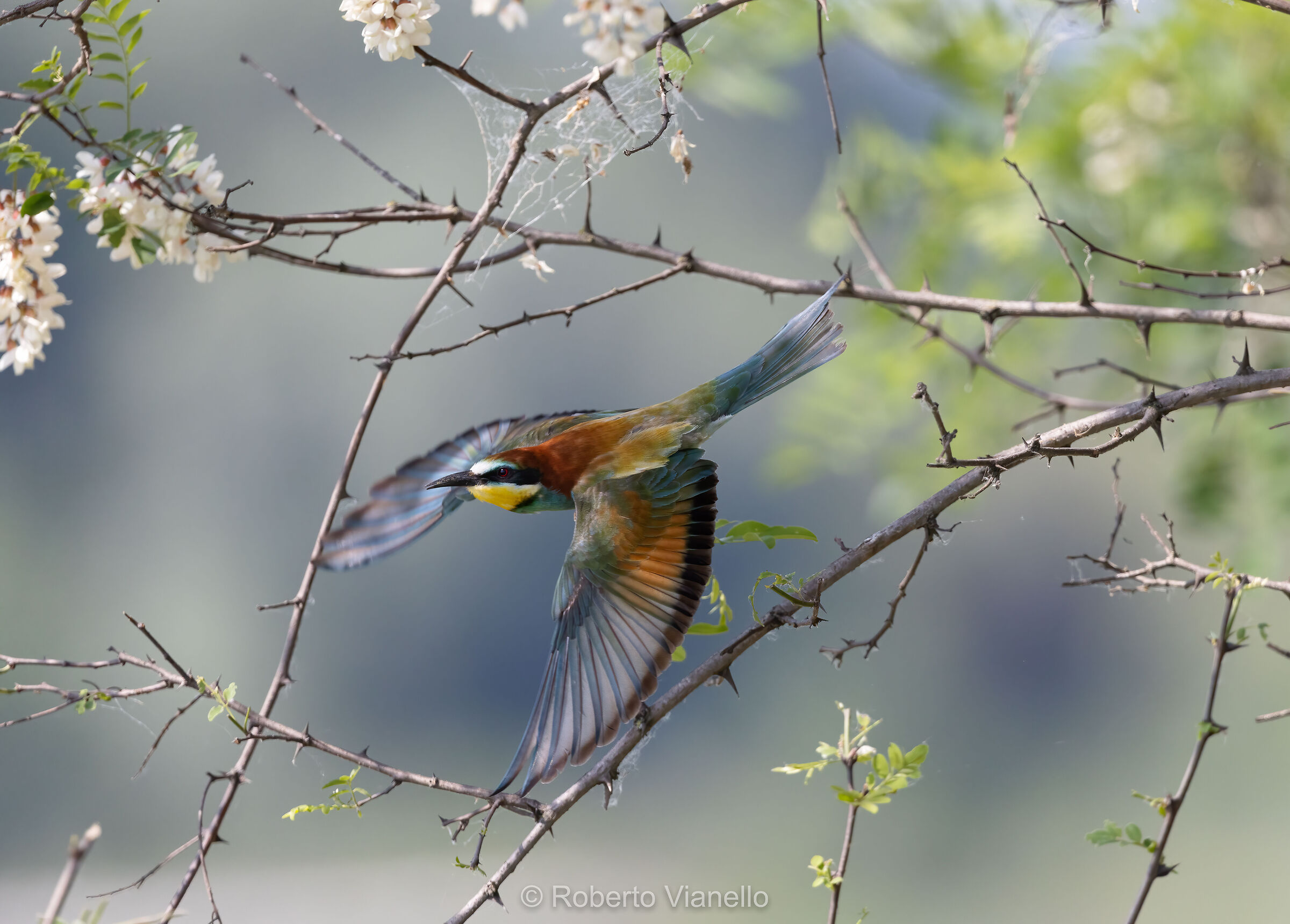 Gruccione (Merops apiaster)