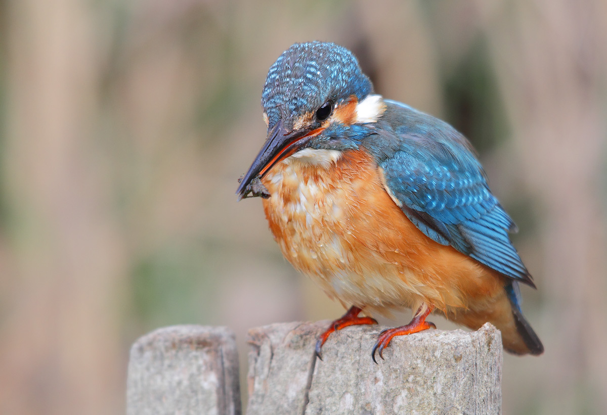 kingfisher