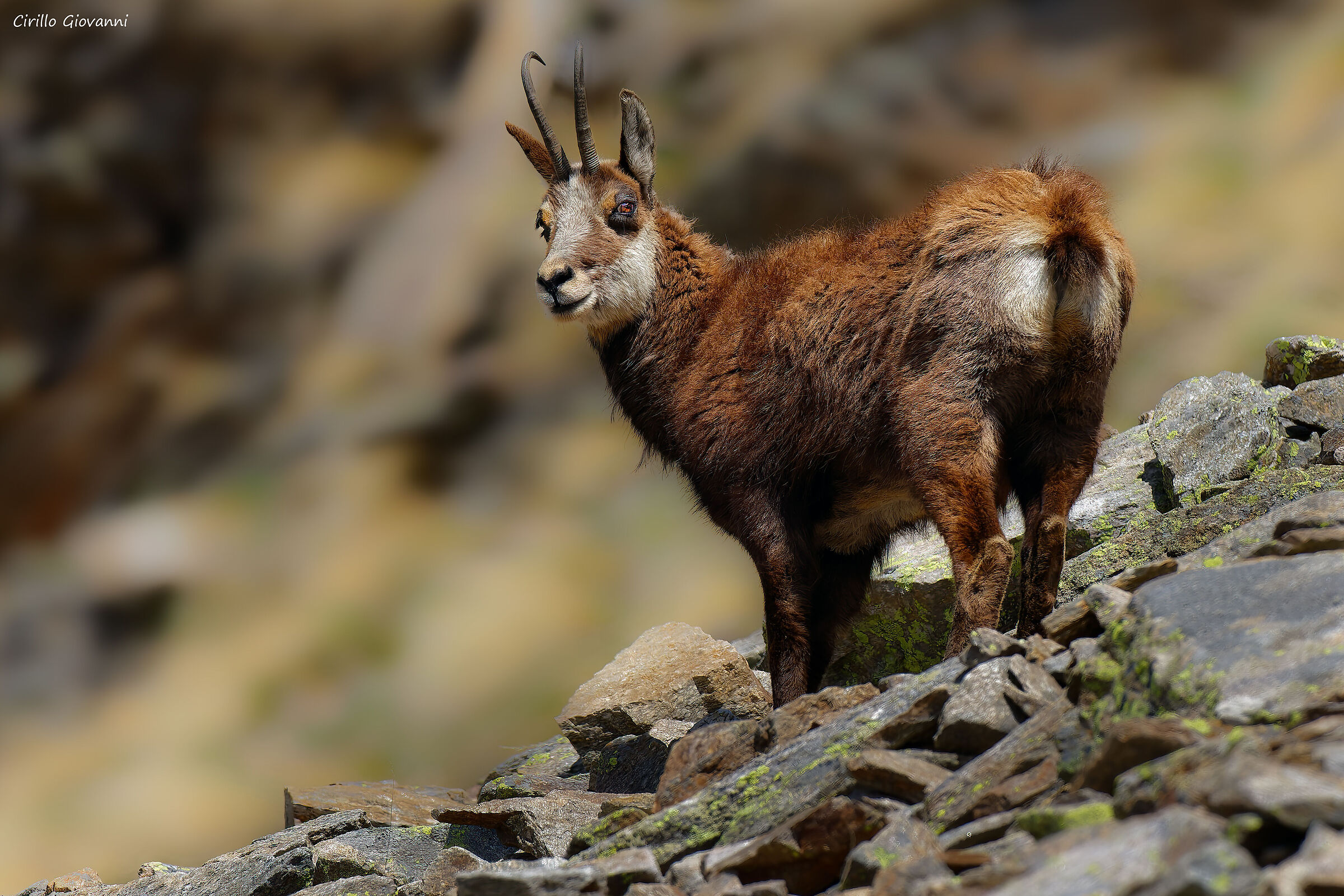 camoscio