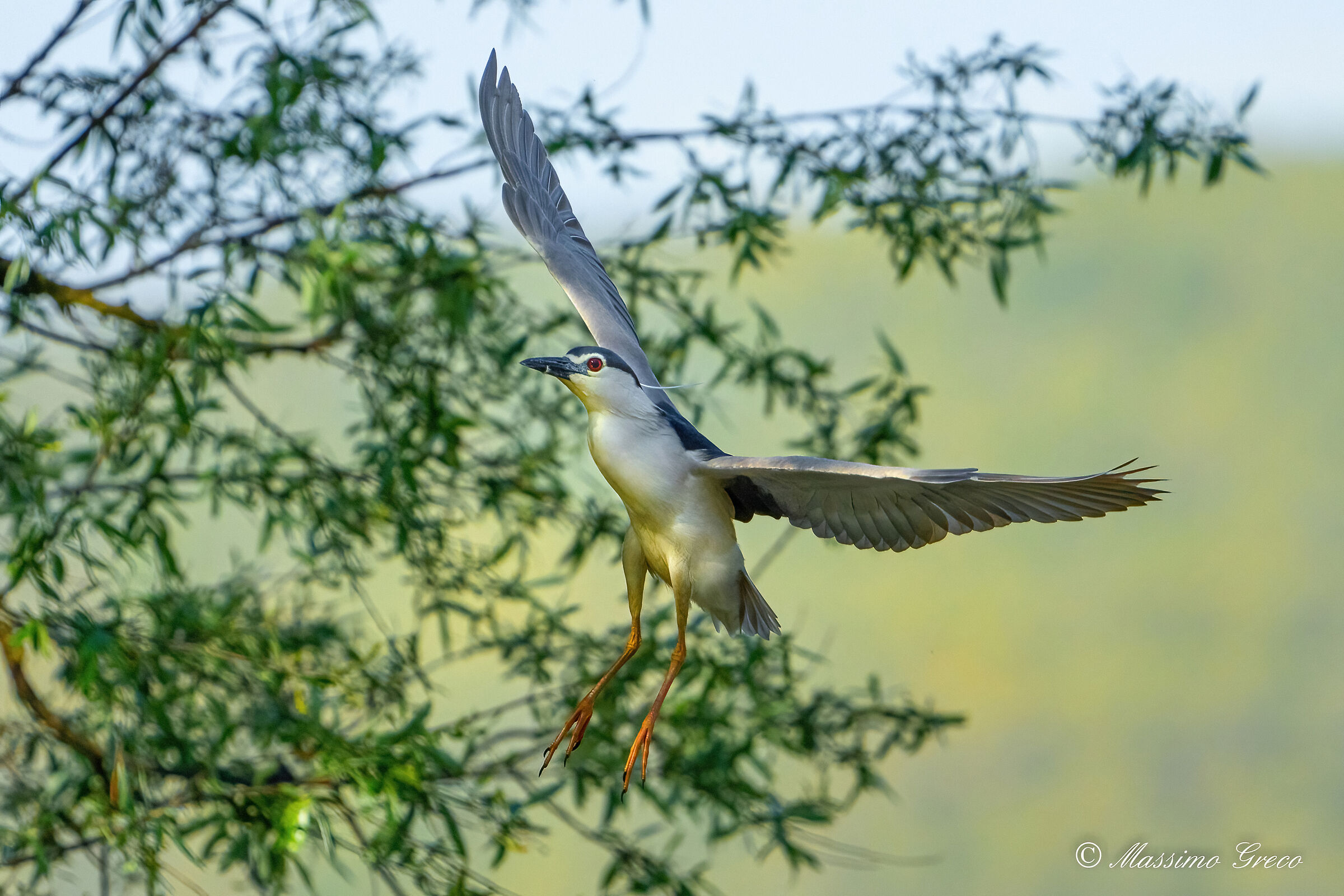Nitticora (Nycticorax nycticorax )