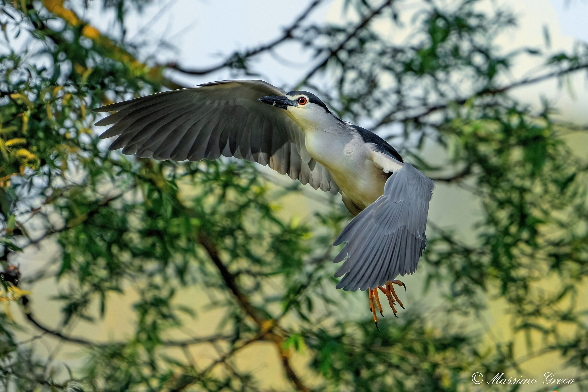 Nitticora (Nycticorax nycticorax )