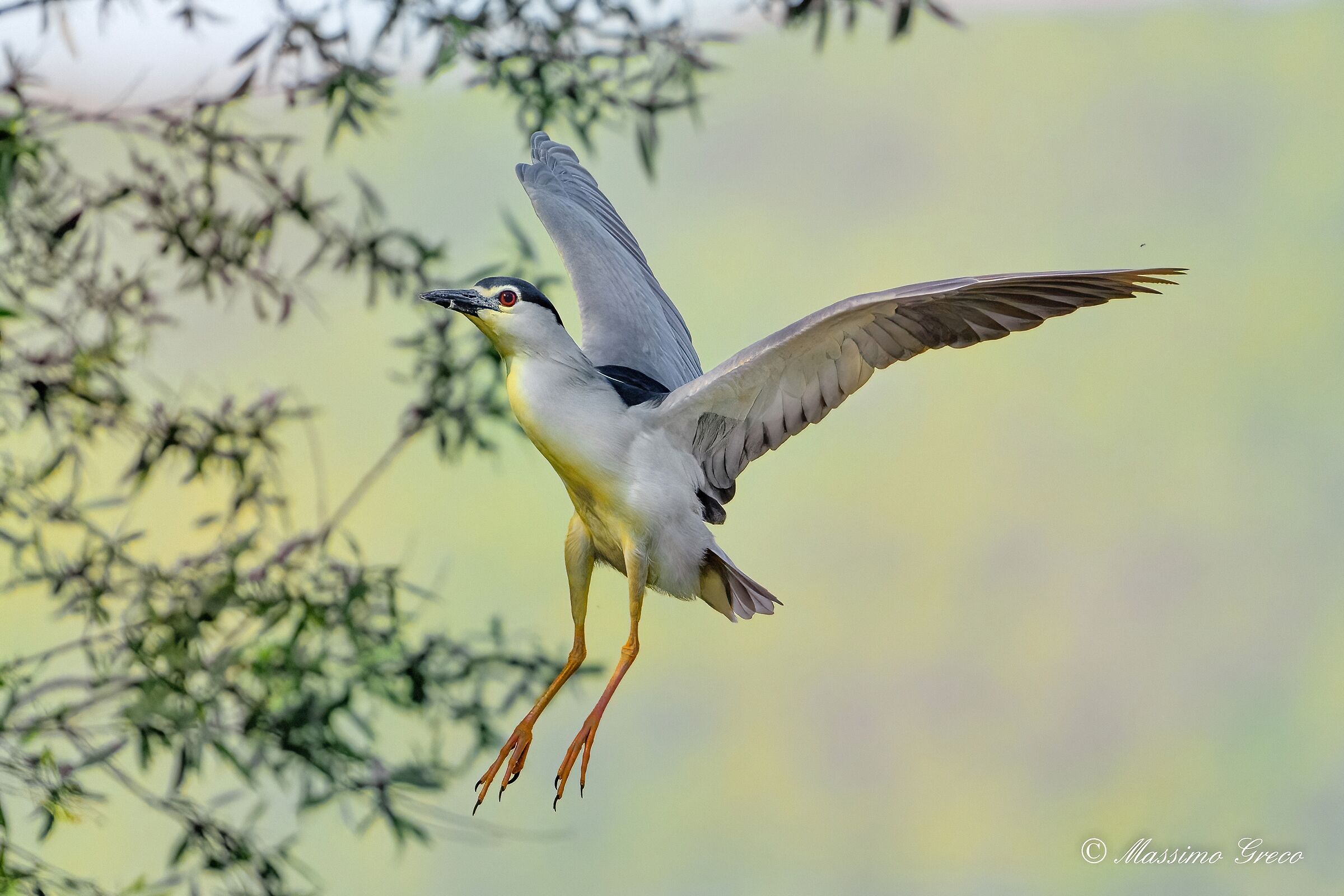Nitticora (Nycticorax nycticorax )