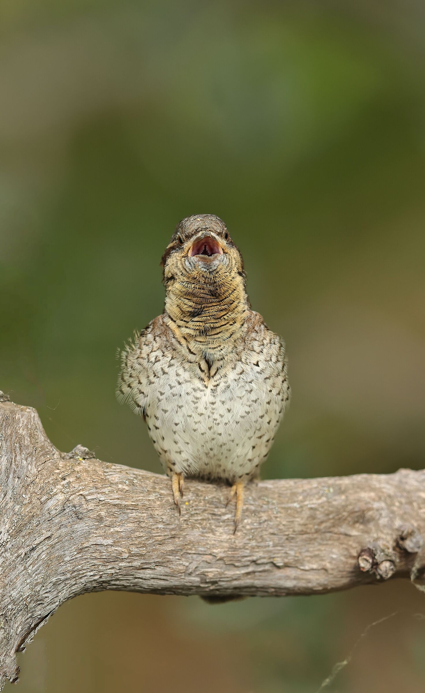 Wryneck