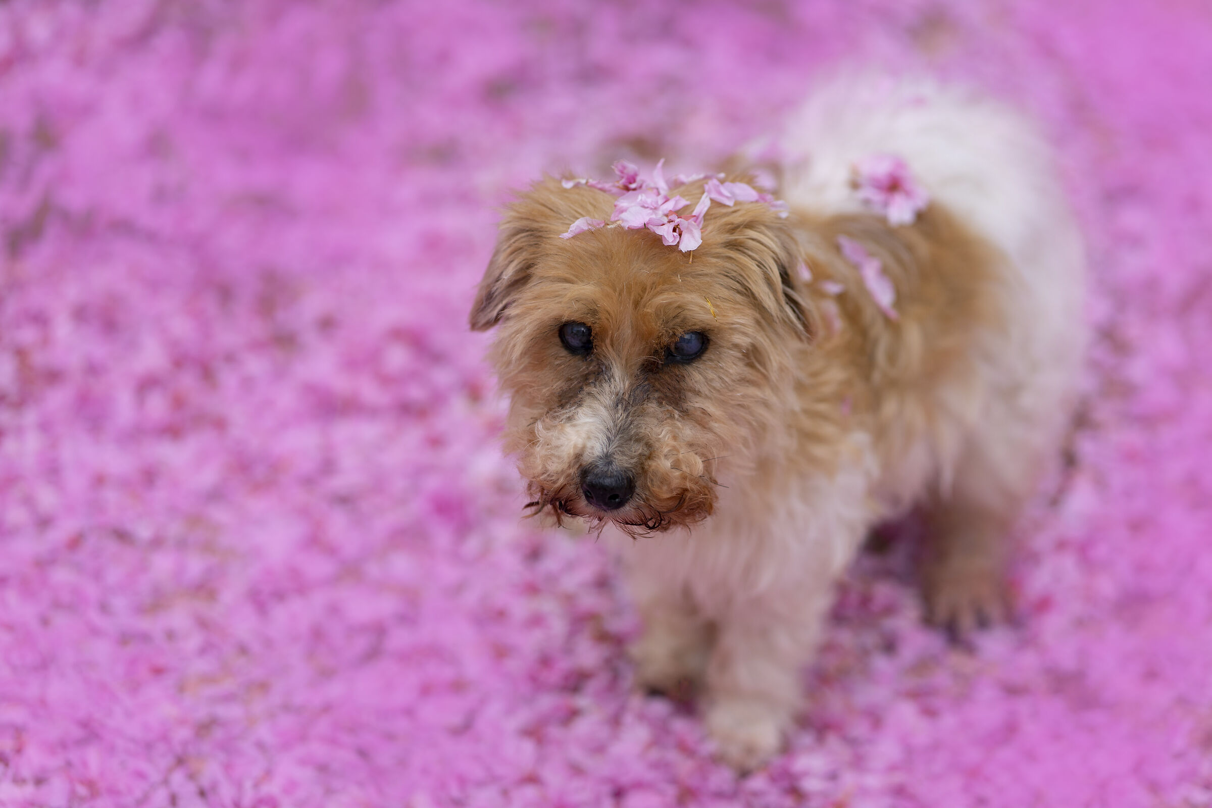 Goodbye my Earth Angel