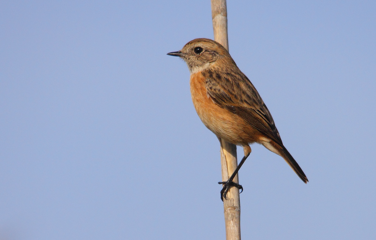Stonechat
