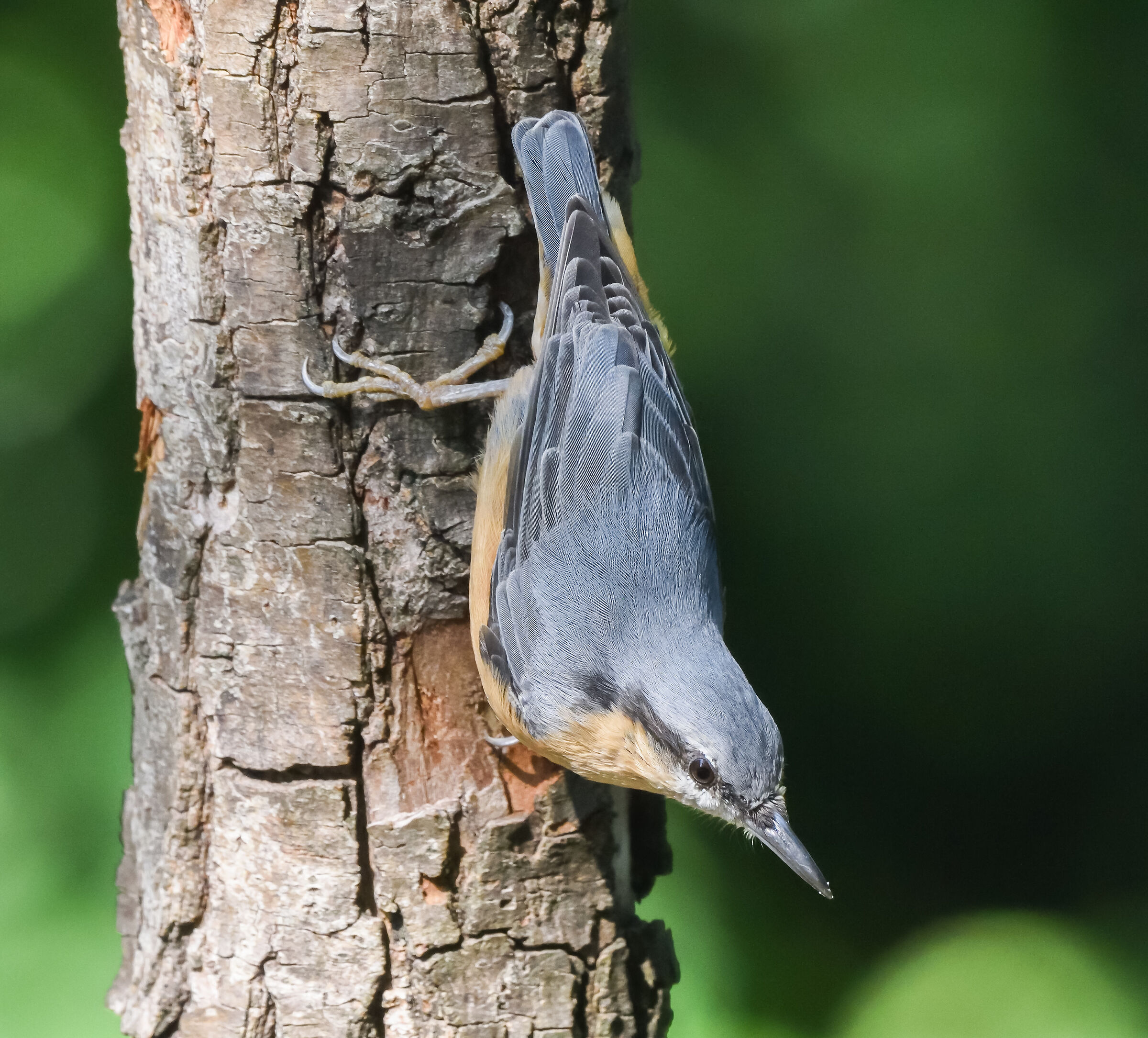 wood nuthatch