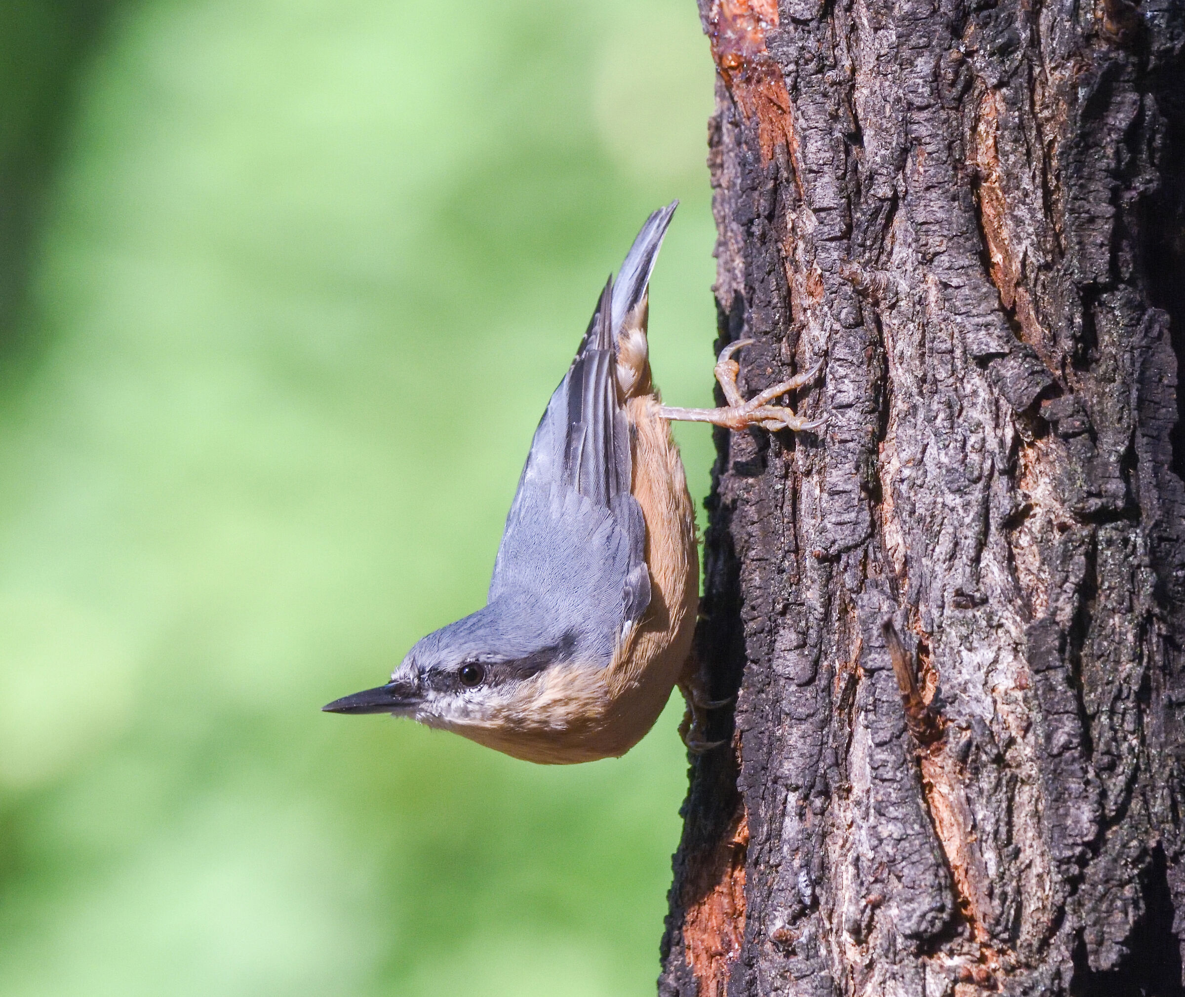 wood nuthatch