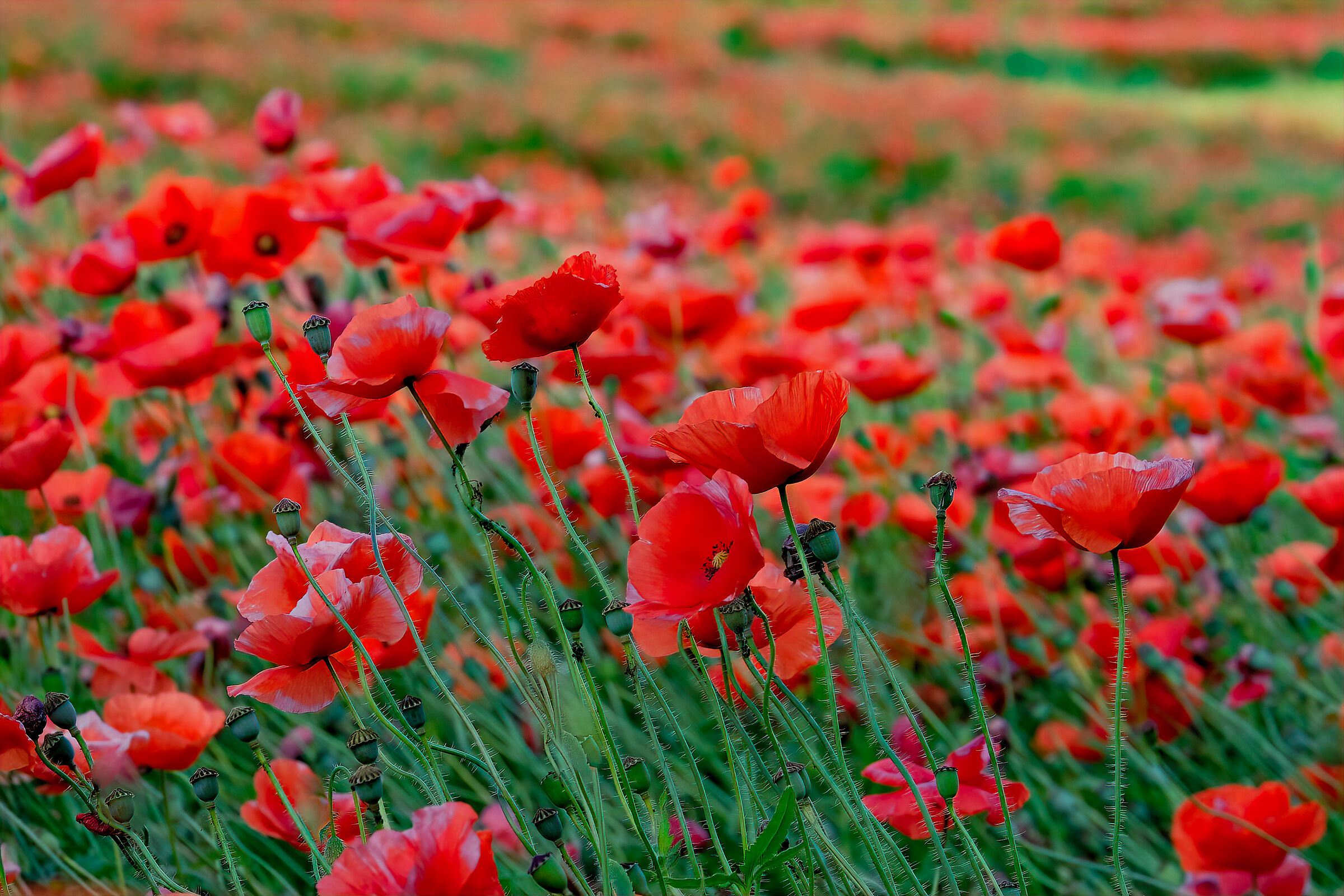 Il papavero è anche un fiore