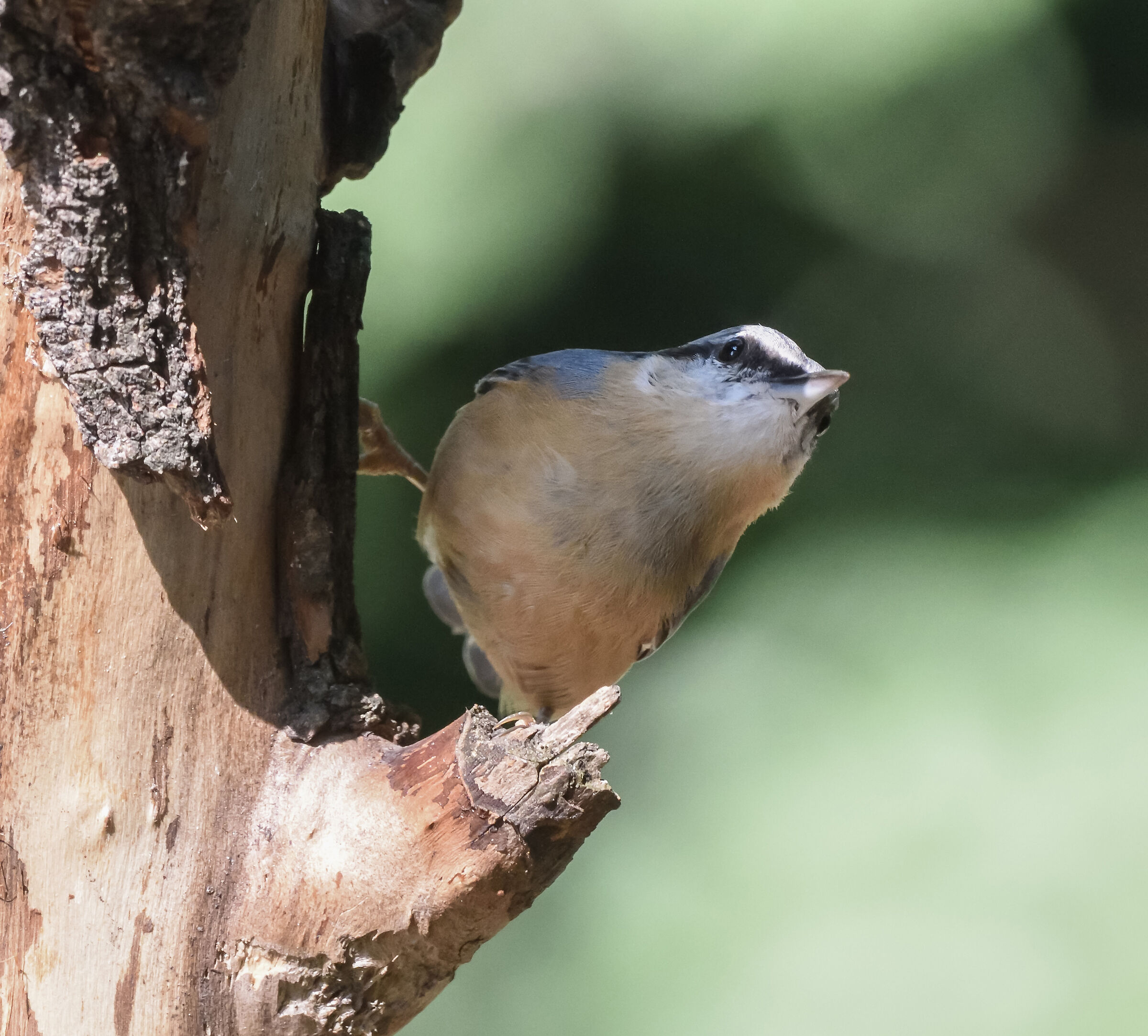 wood nuthatch