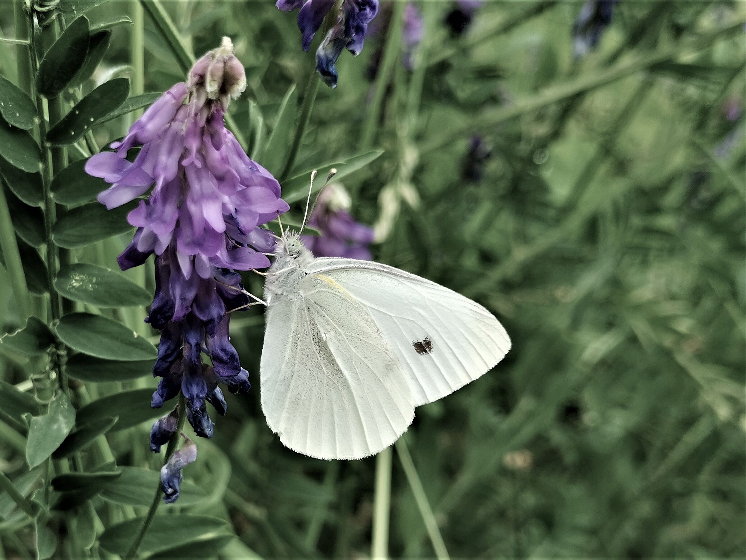 Feeling free like a Butterfly