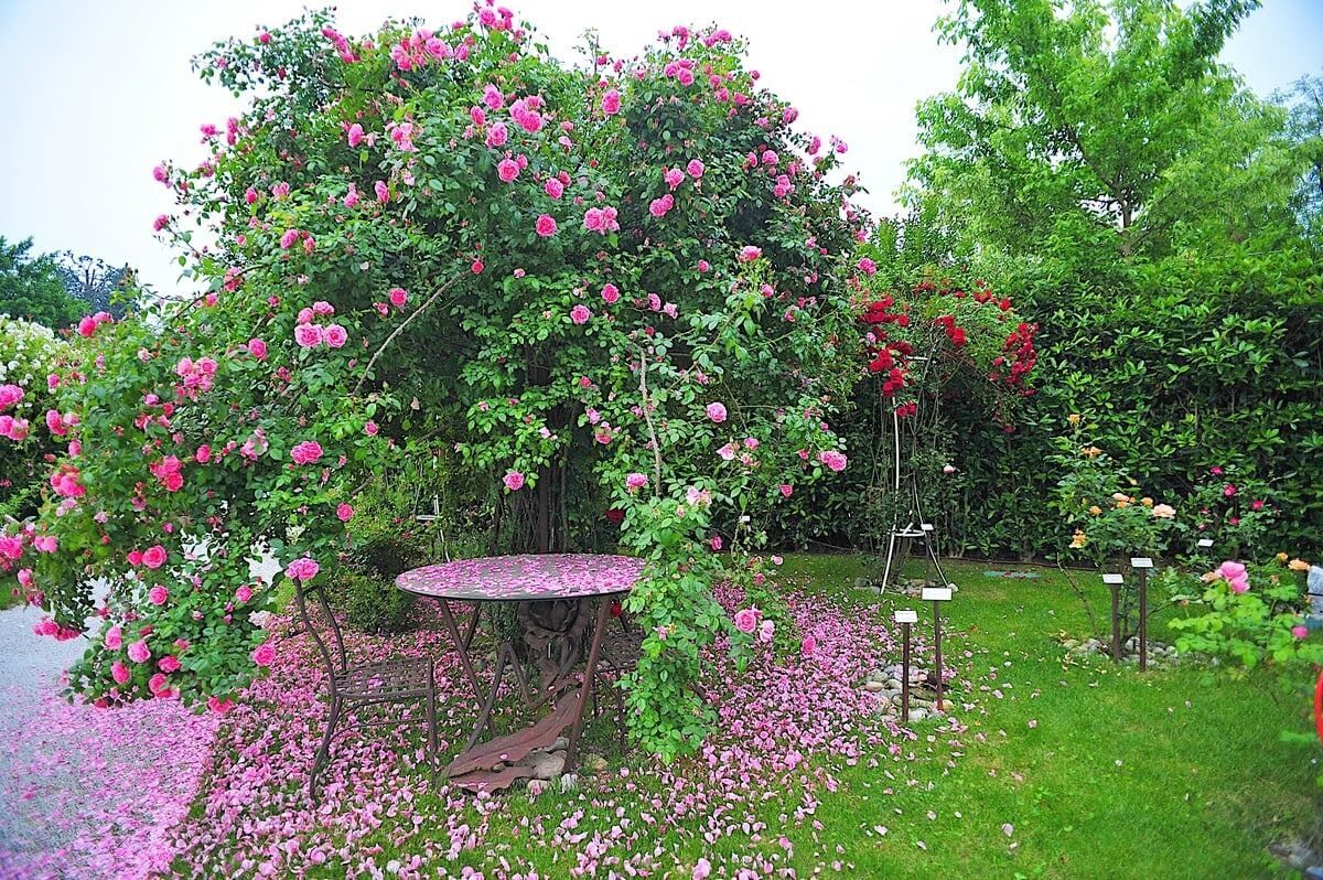 Roseto della Pace - Induno Olona