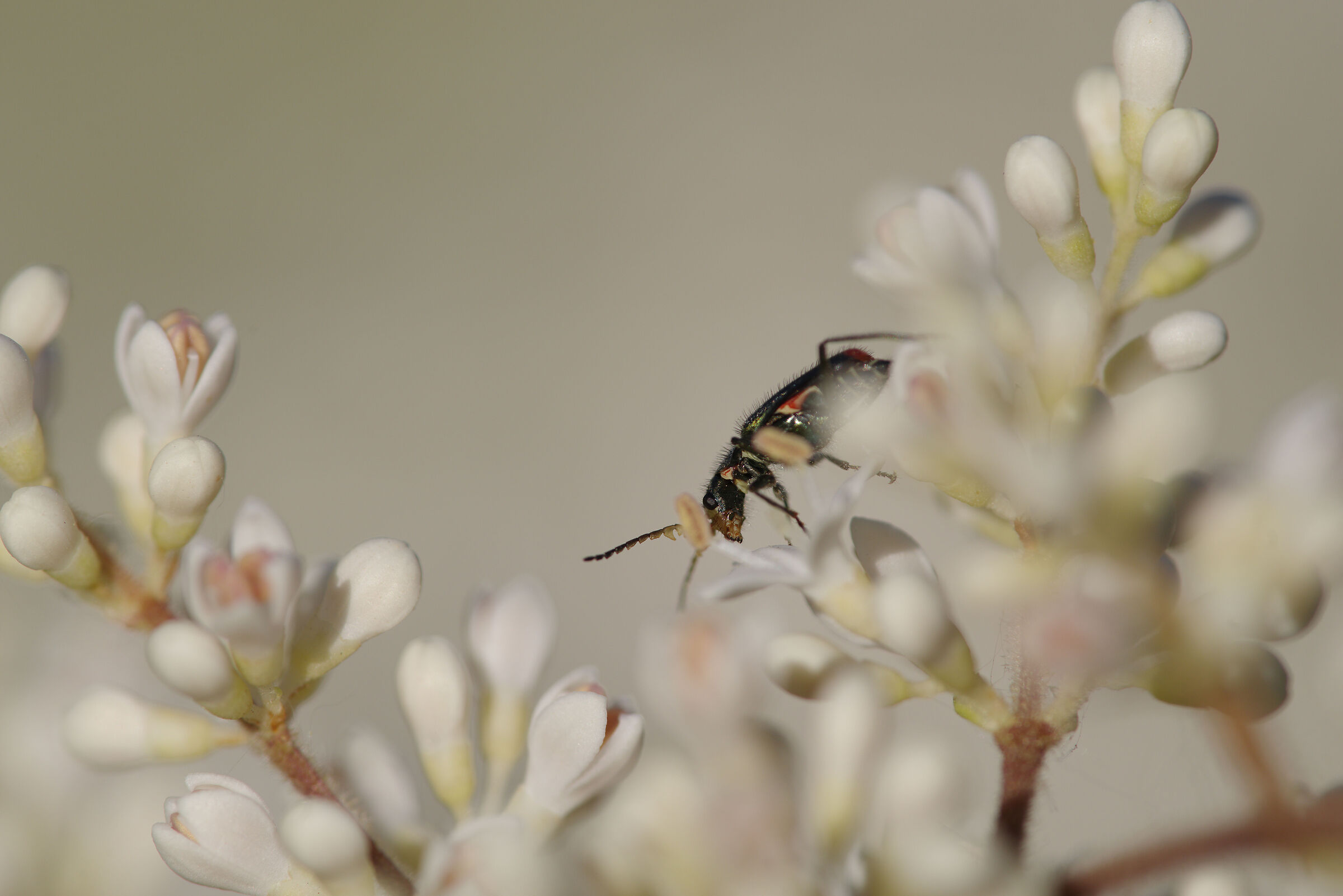 Coleottero malachide (1:1)