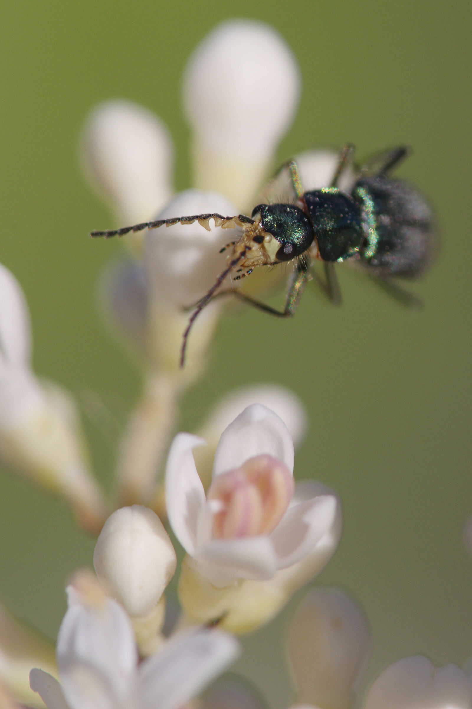 Coleottero malachide