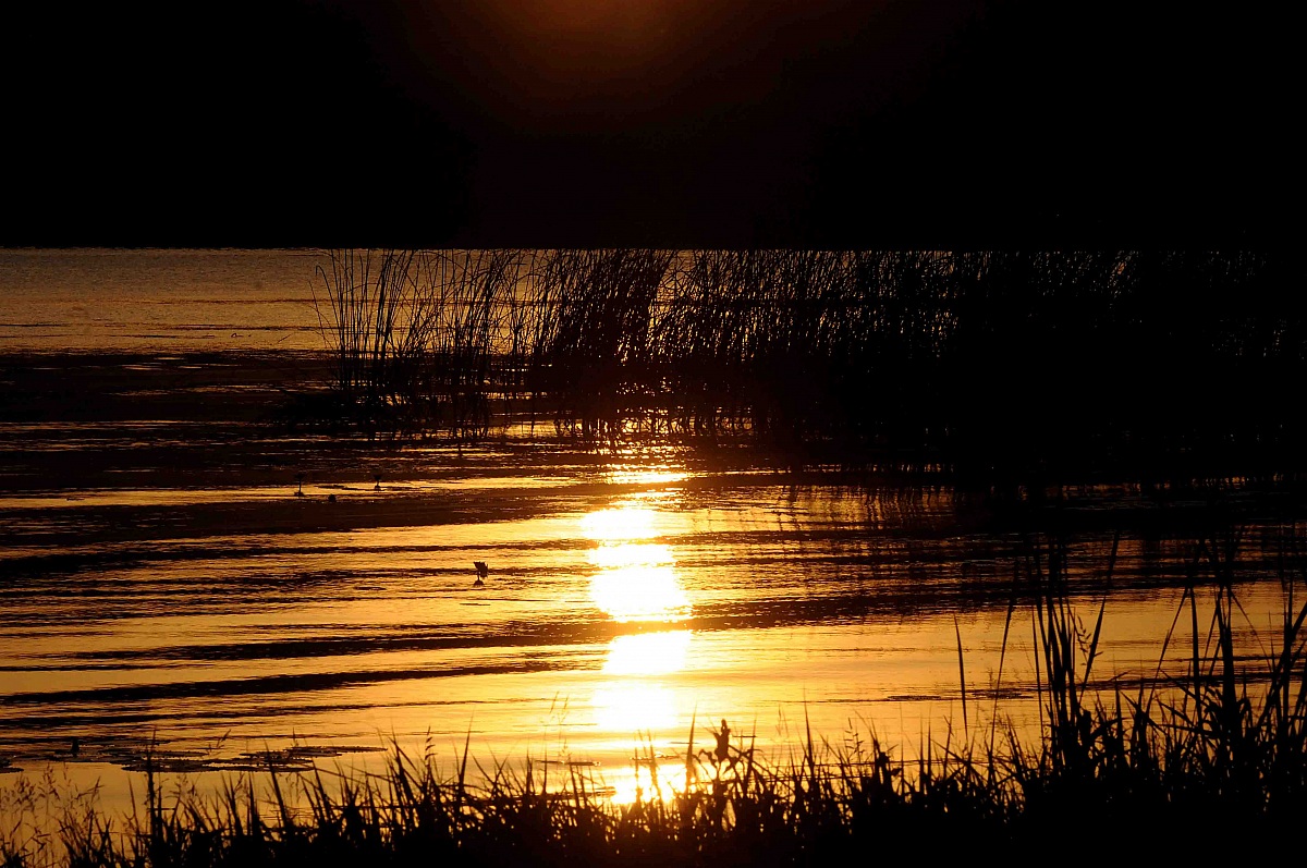Sunrise in the reeds of Lake Tana