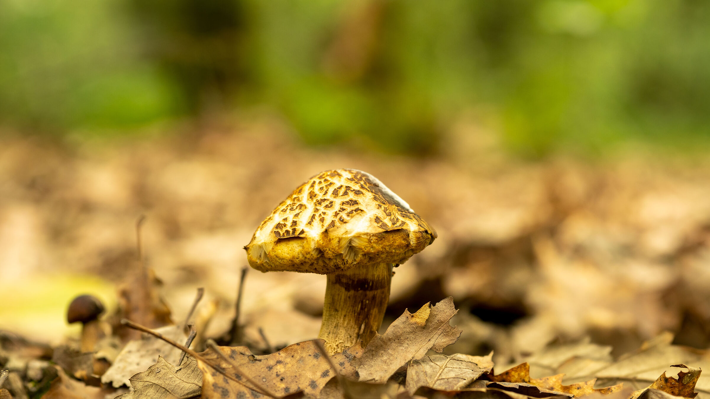 Poisonous forest fungus