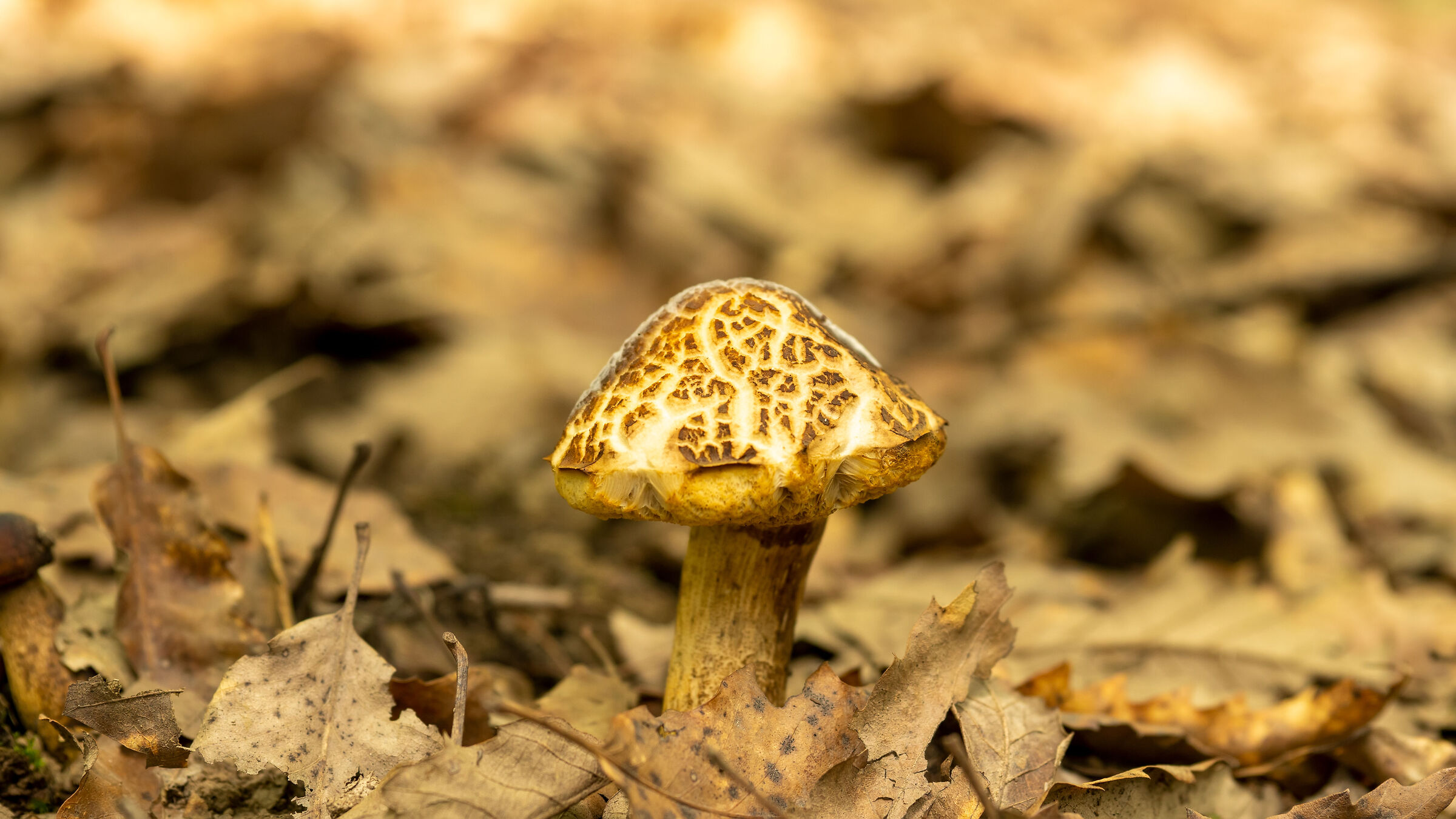Fungo velenoso della foresta