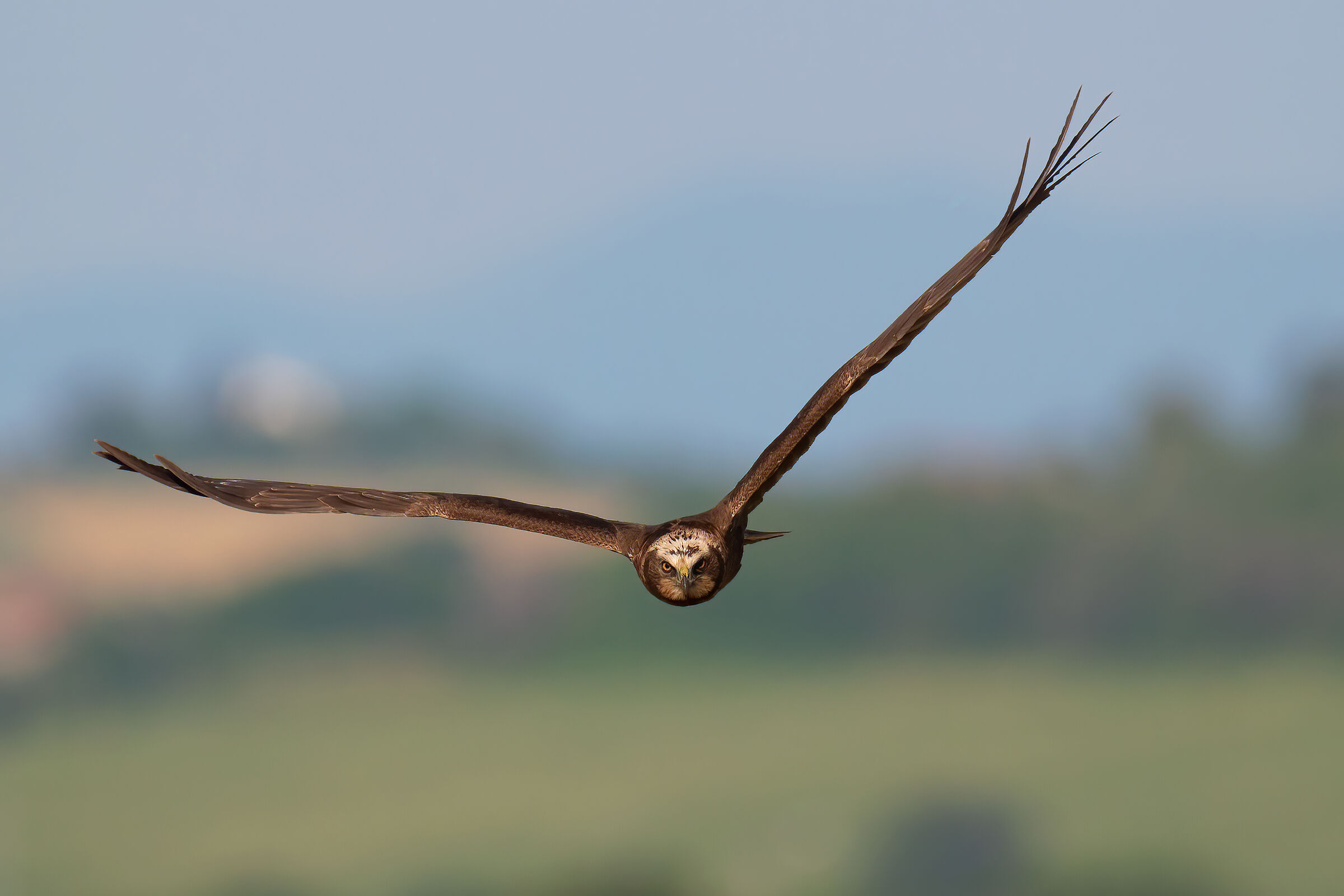 Falco di palude