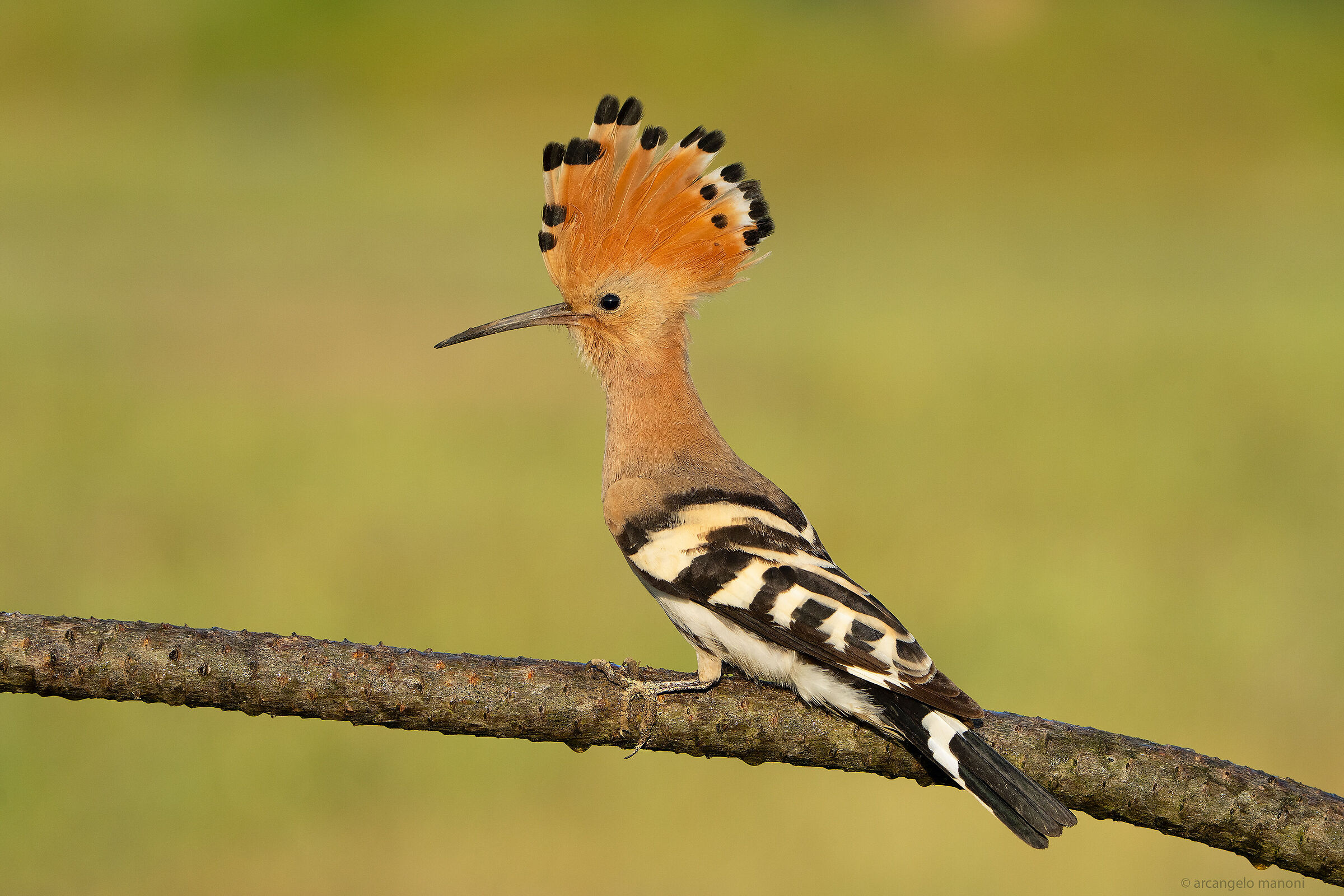 Il ritorno del ciuffone