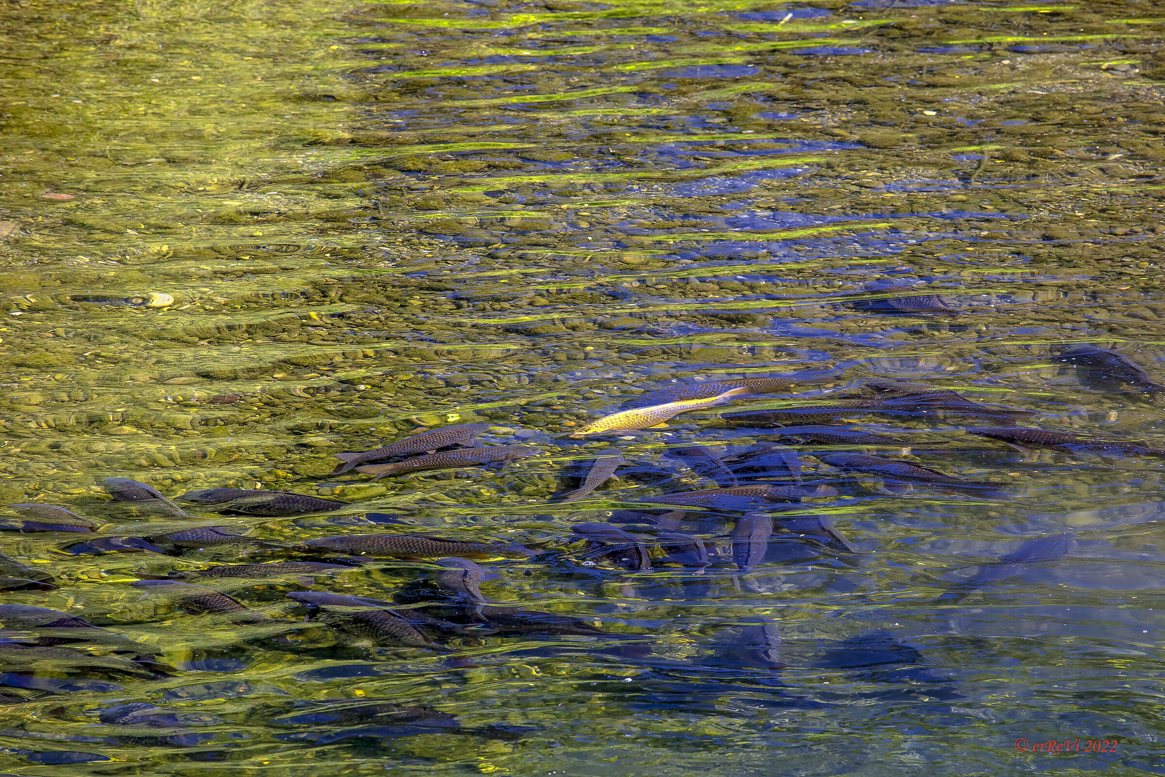 Fish watching (Carpe in frega 2)