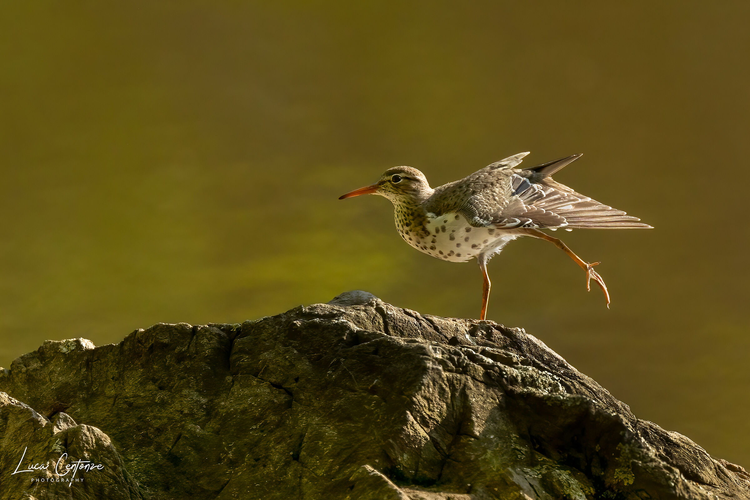Piro-piro (Actitis macularius) Spotted Sandpiper