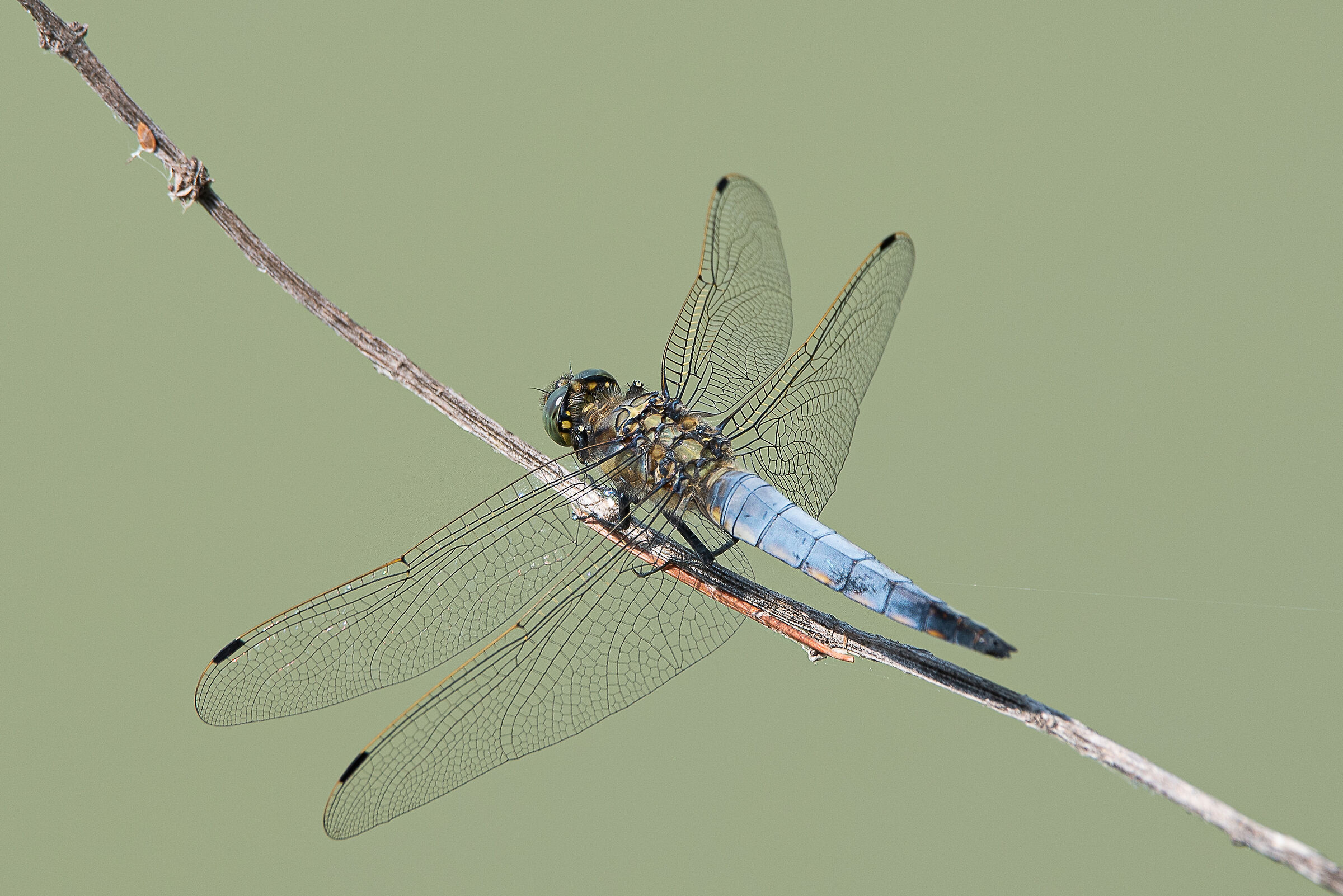 Dragonfly