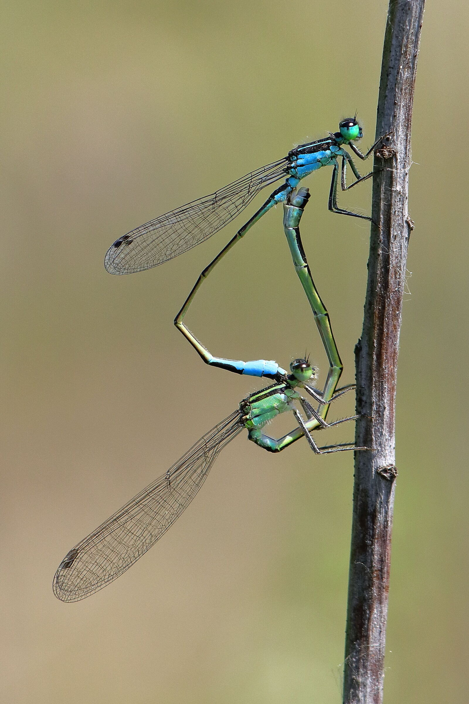 Dragonflies in love