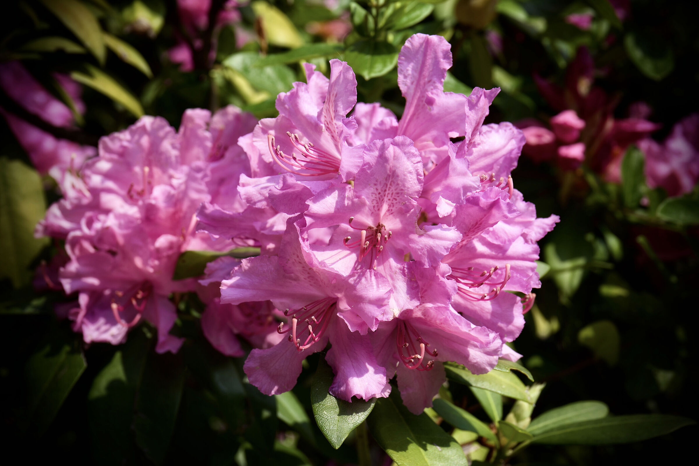 Rhododendron of my garden