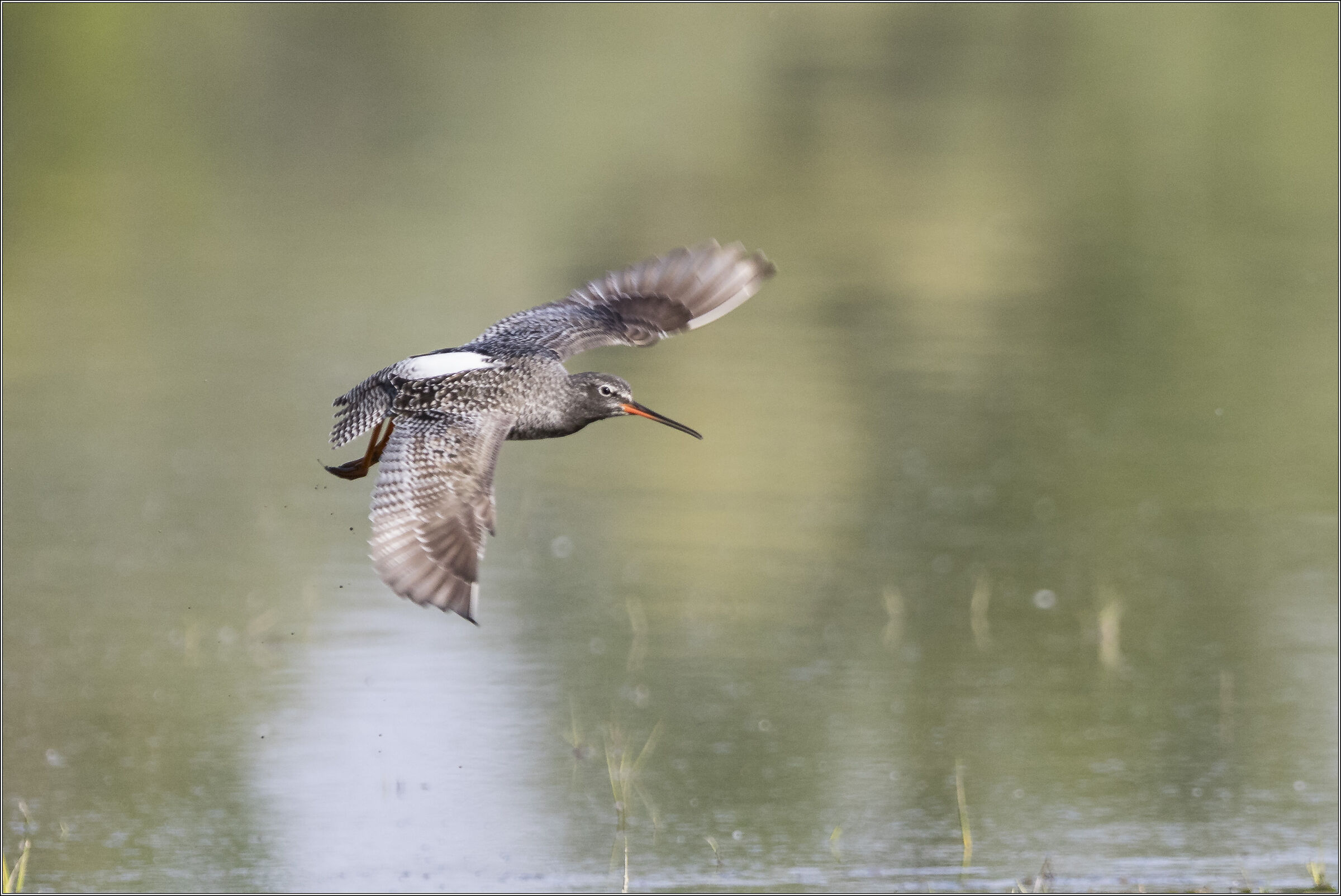 in volo