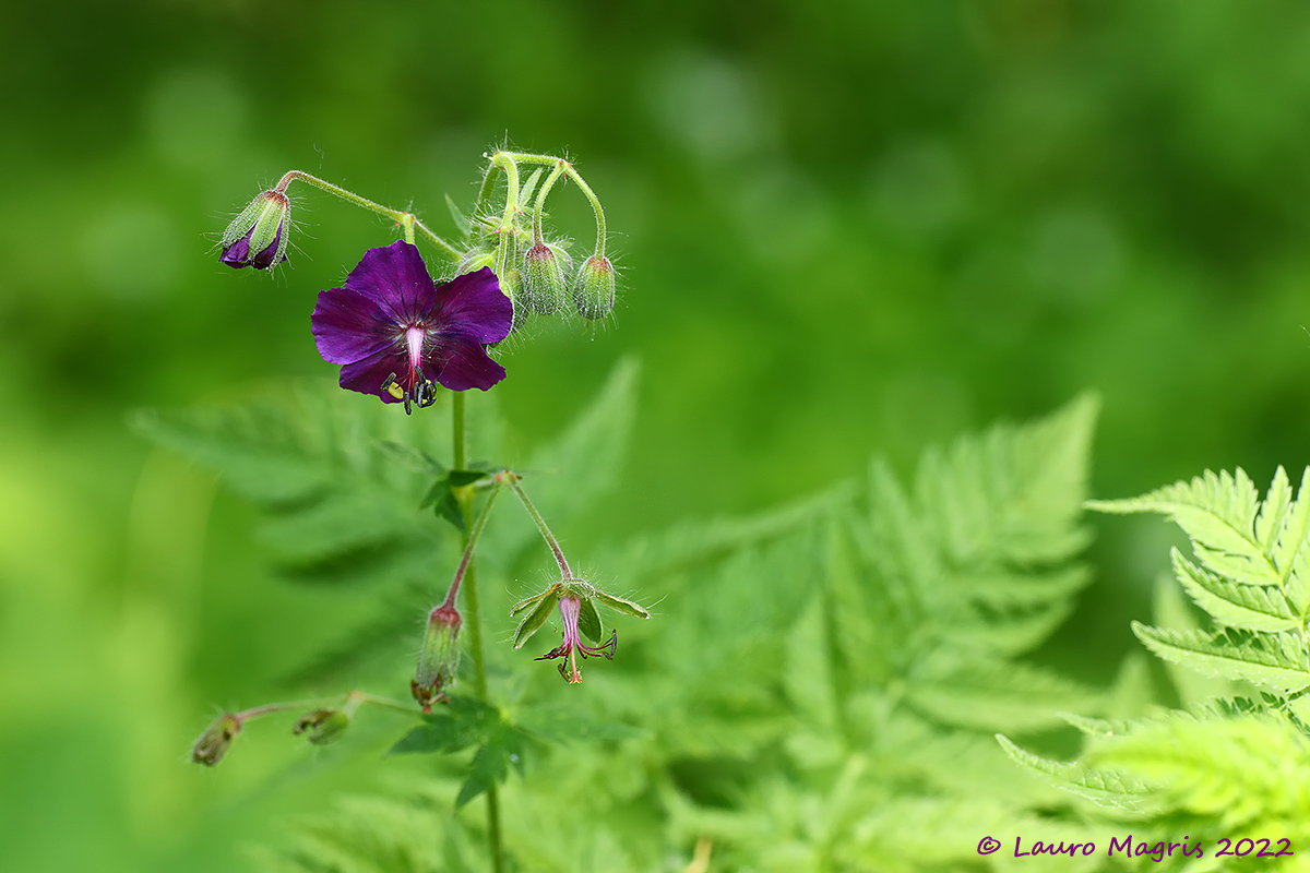 Geranium Phaeum