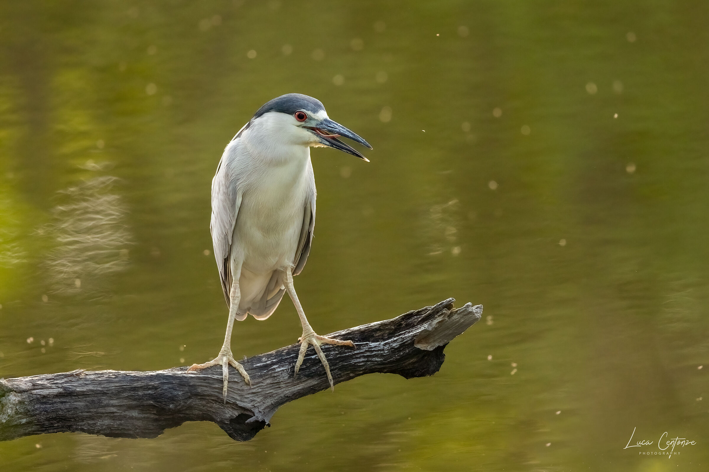 Nitticora (Black-crowned Night-Heron)