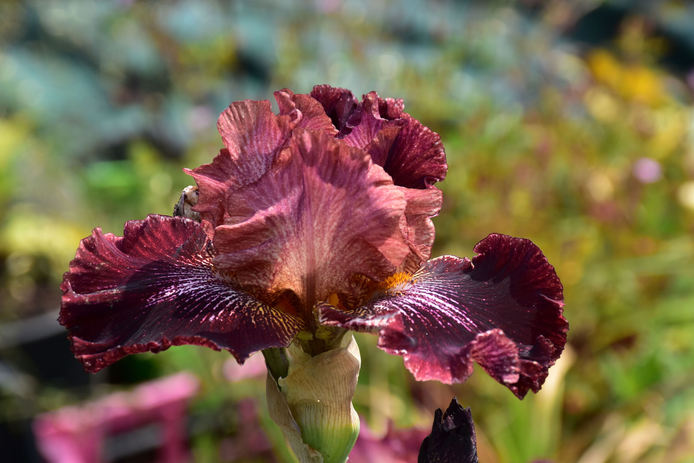 Iris Giardino botanico Rea Trana (to)