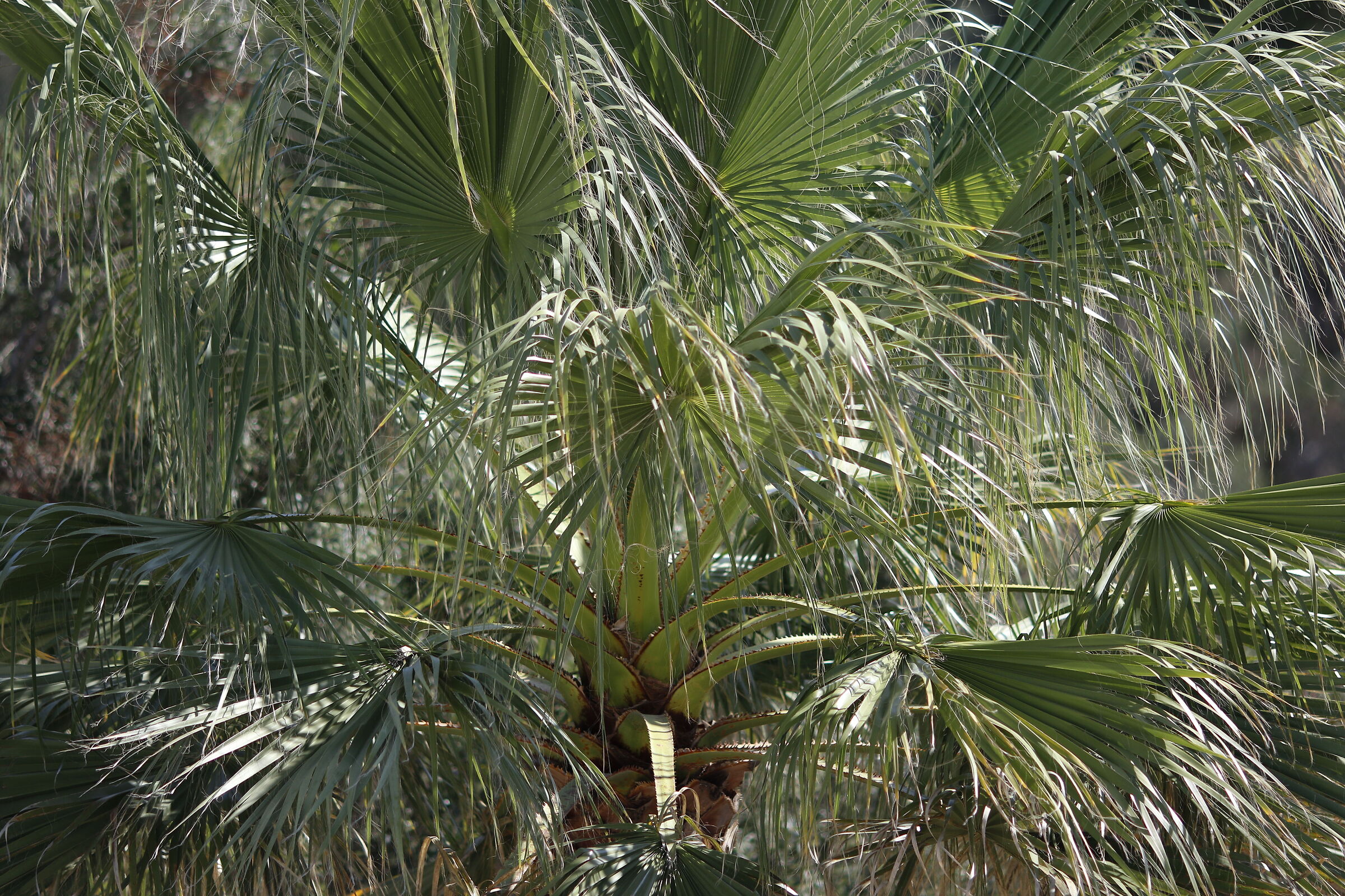 F. 2, 1/ 3. 0 0 0, ISO 125- Crop 215
