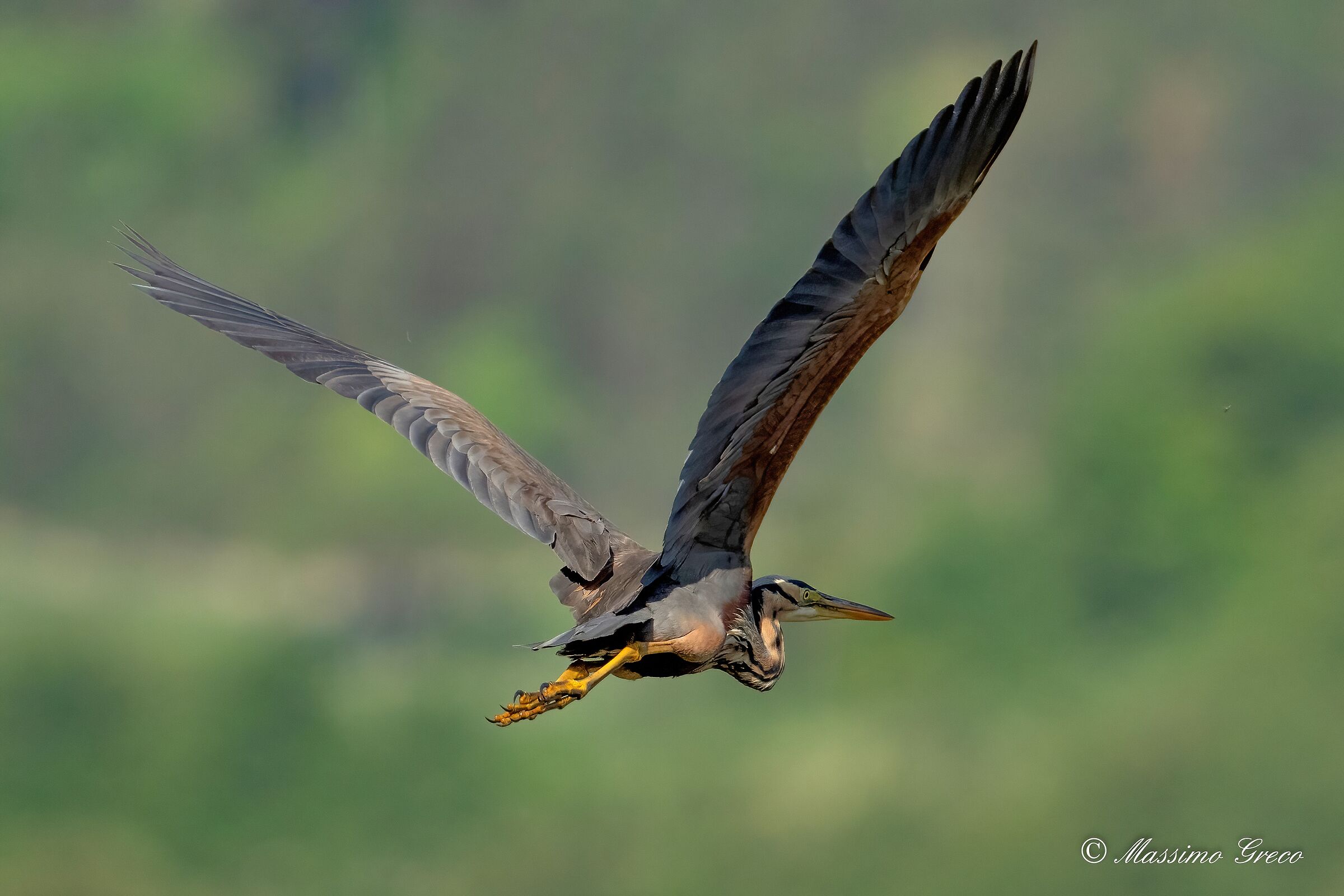 Airone rosso (Ardea purpurea)