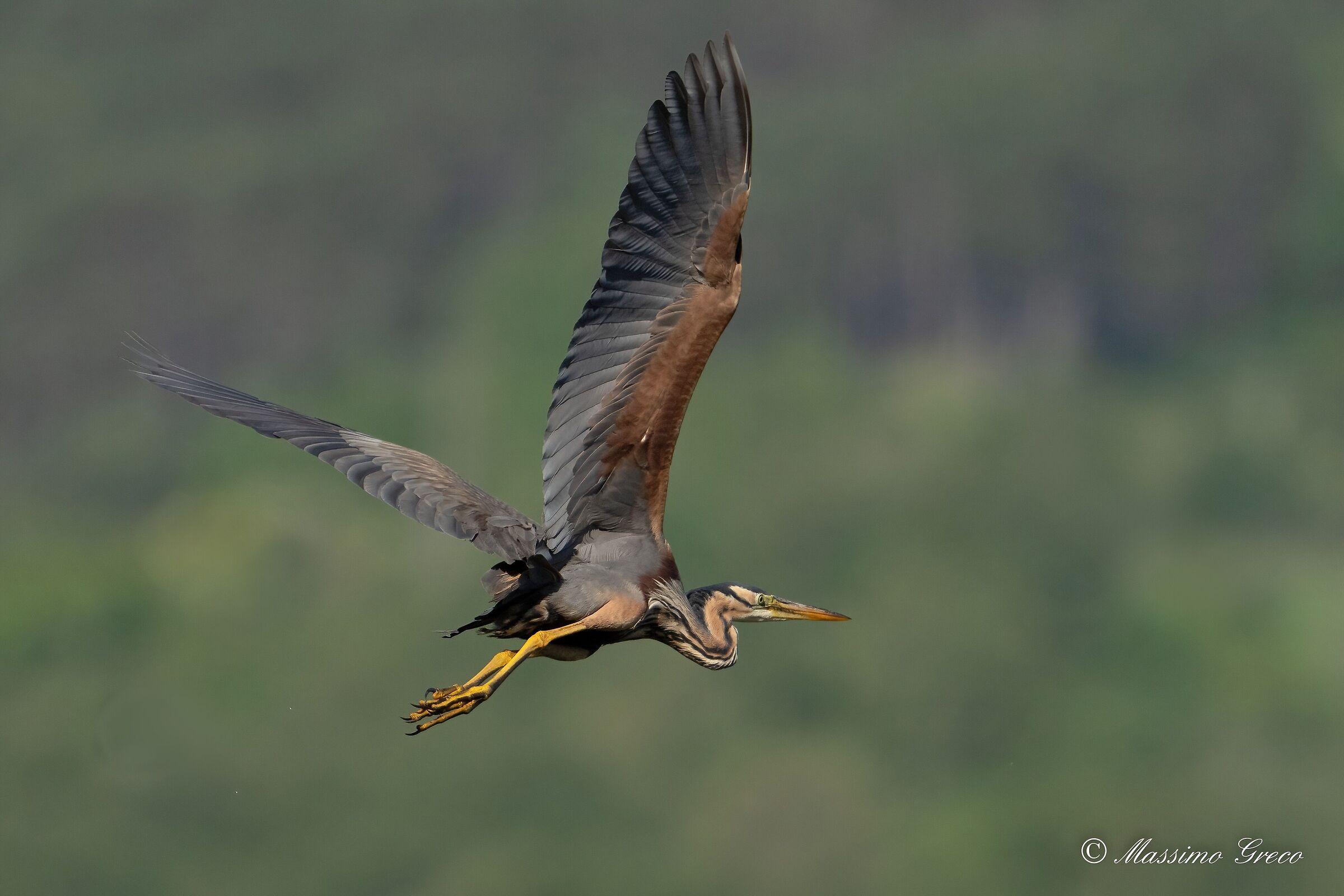 Airone rosso (Ardea purpurea)