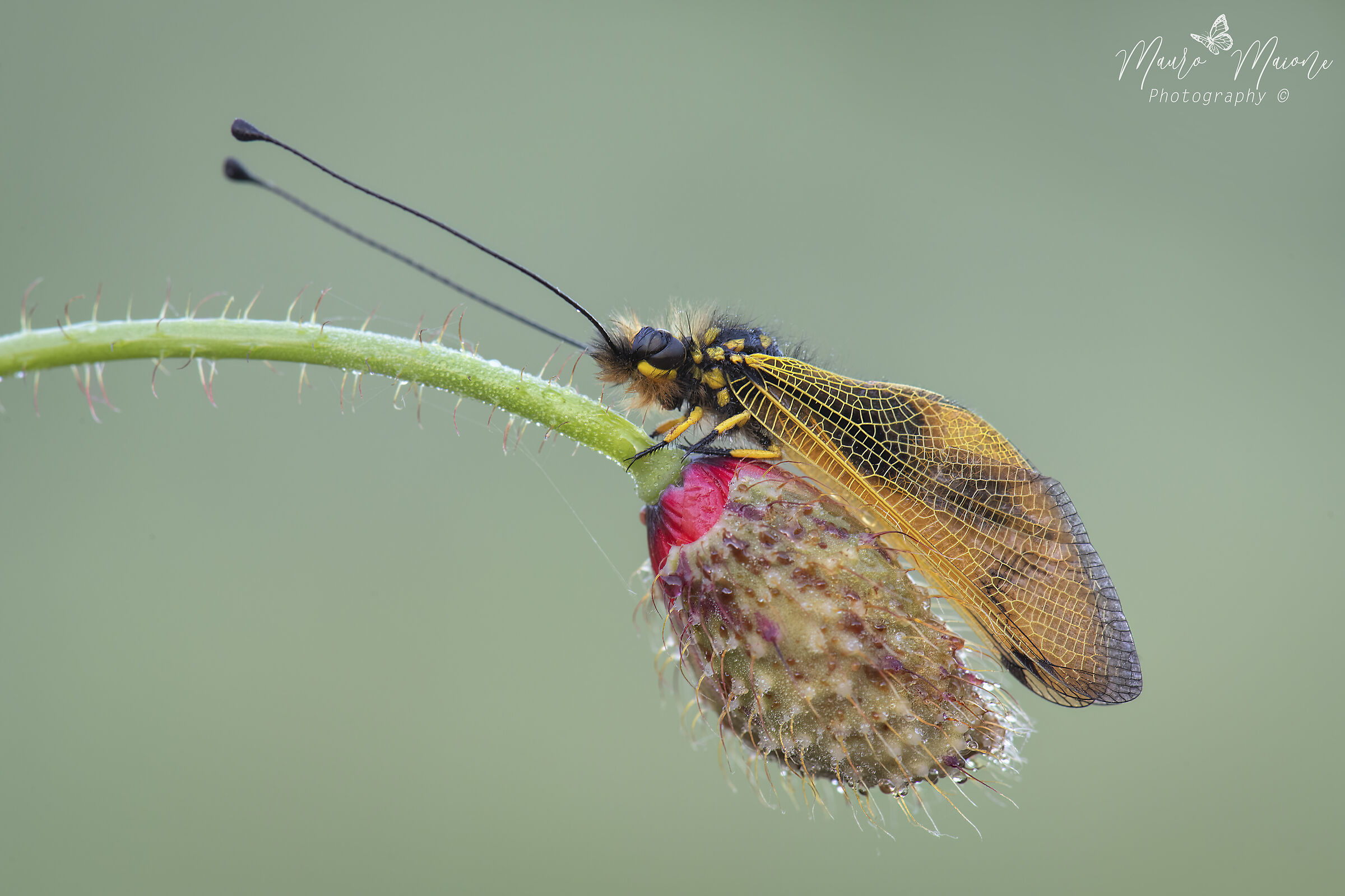 Libelloides coccajus