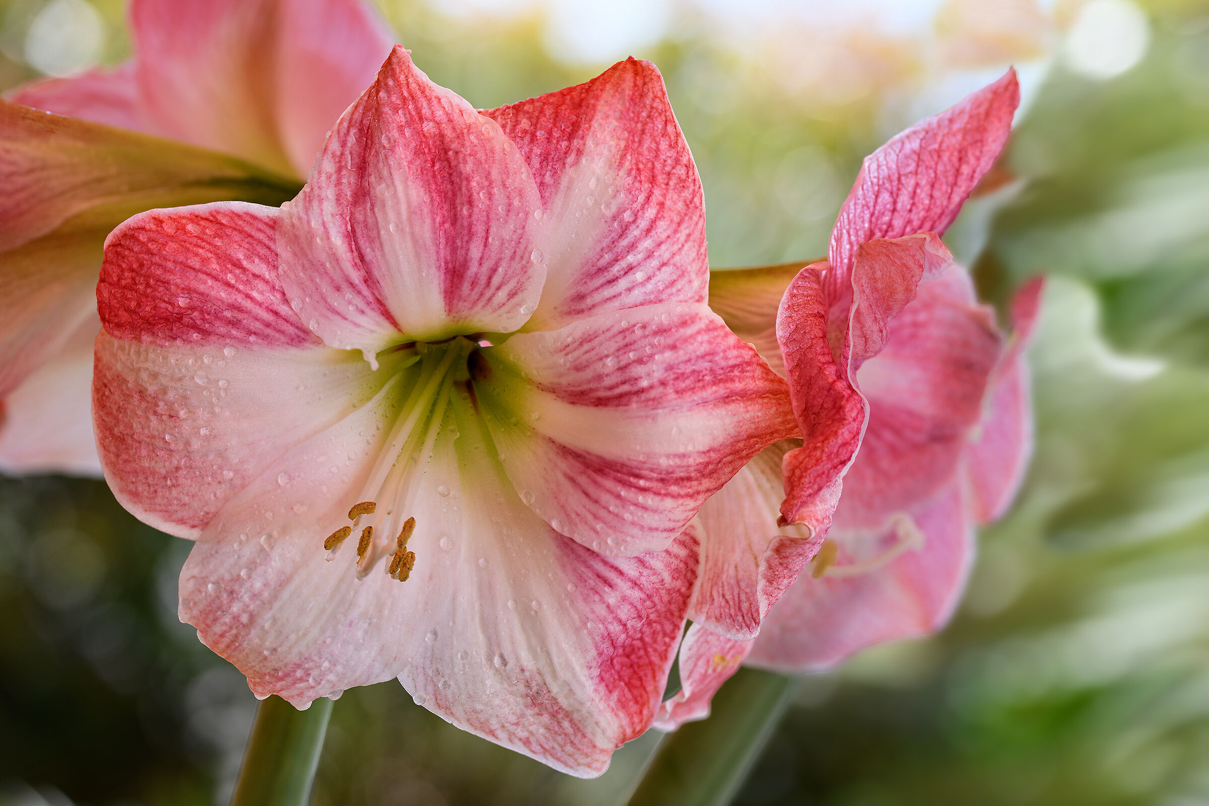Nel cuore del giglio