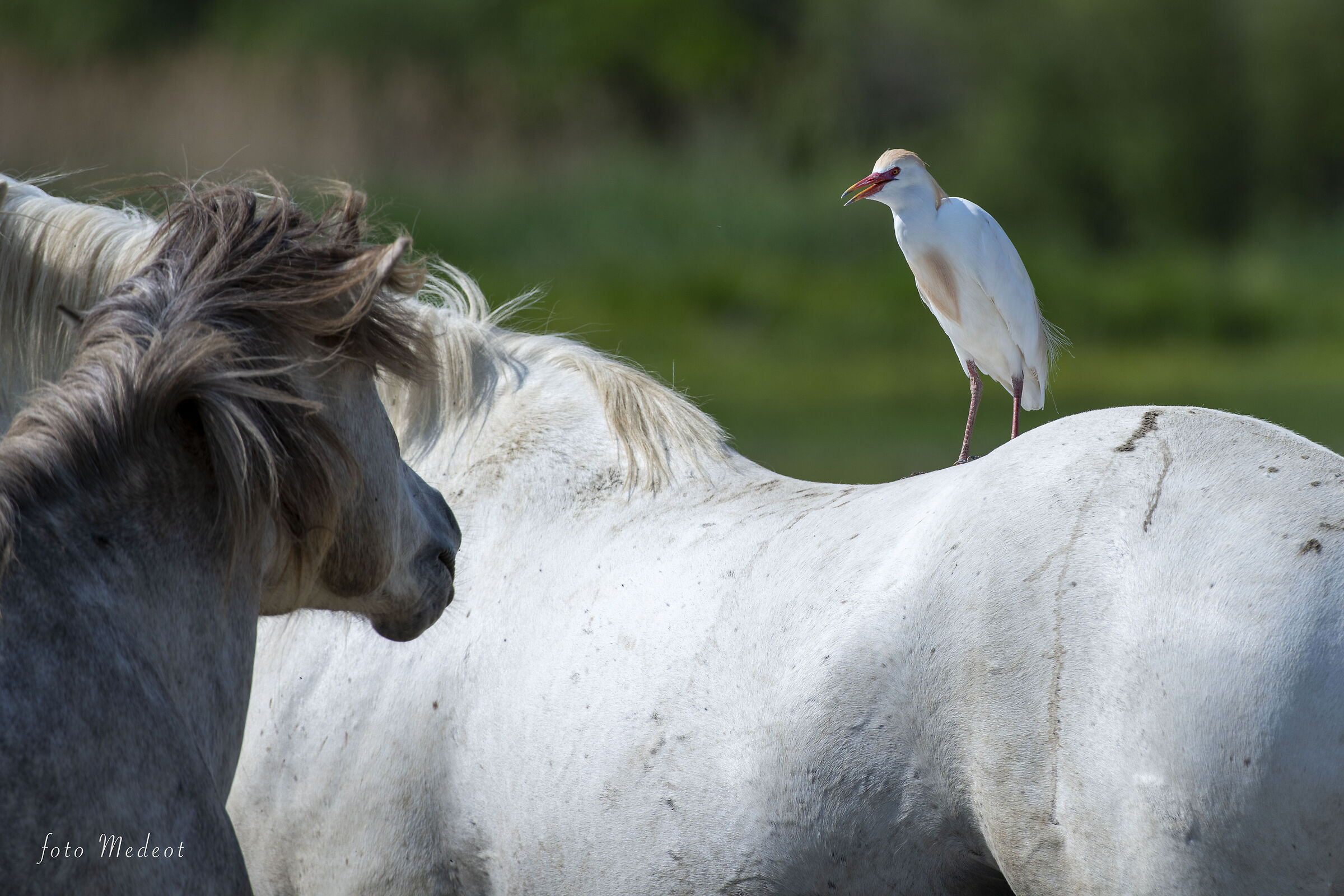Cavalli e Guardabuoi