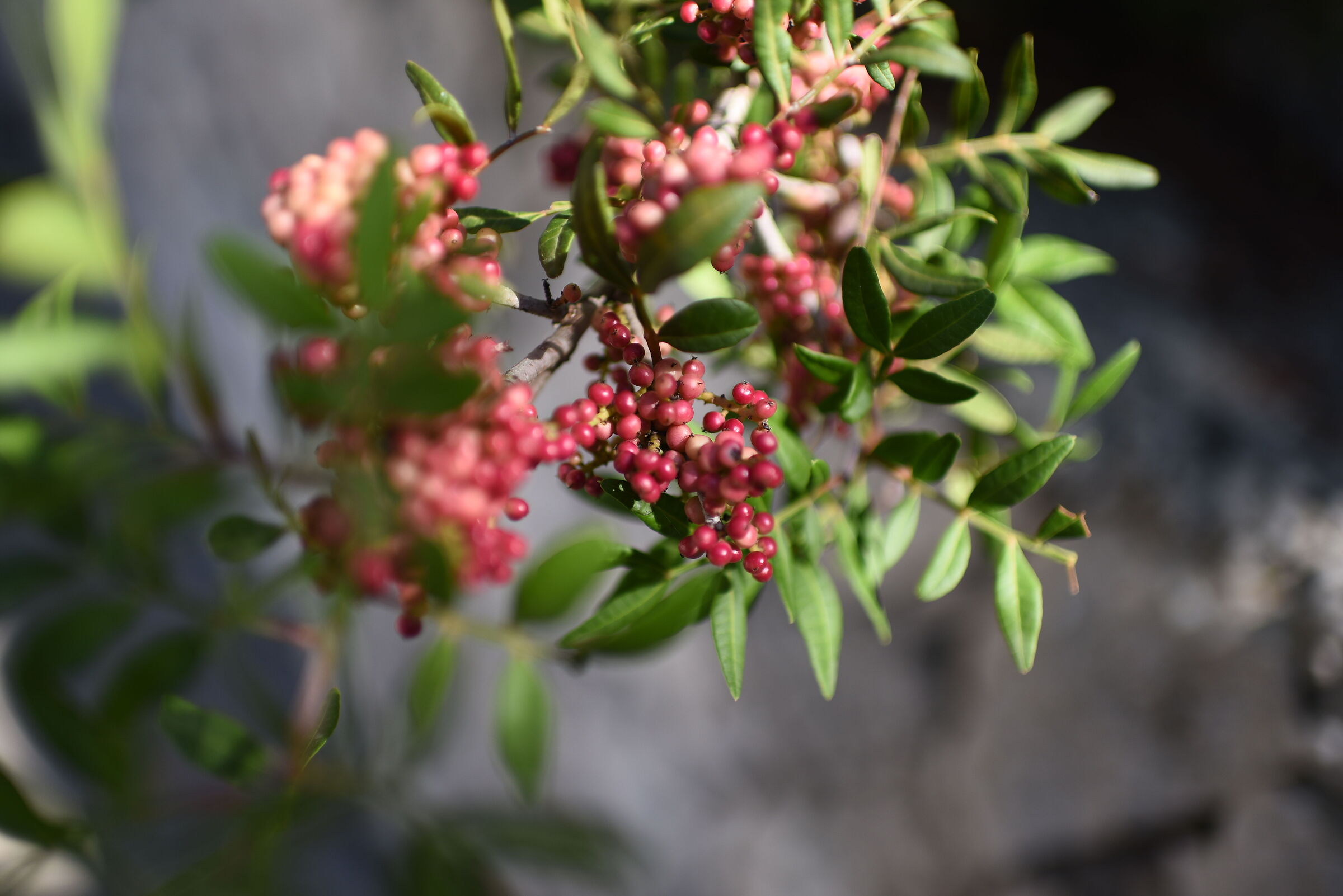 F. 1.4, 1/ 3.0 0 0, ISO 125- Otus Zeiss 28, 1.4