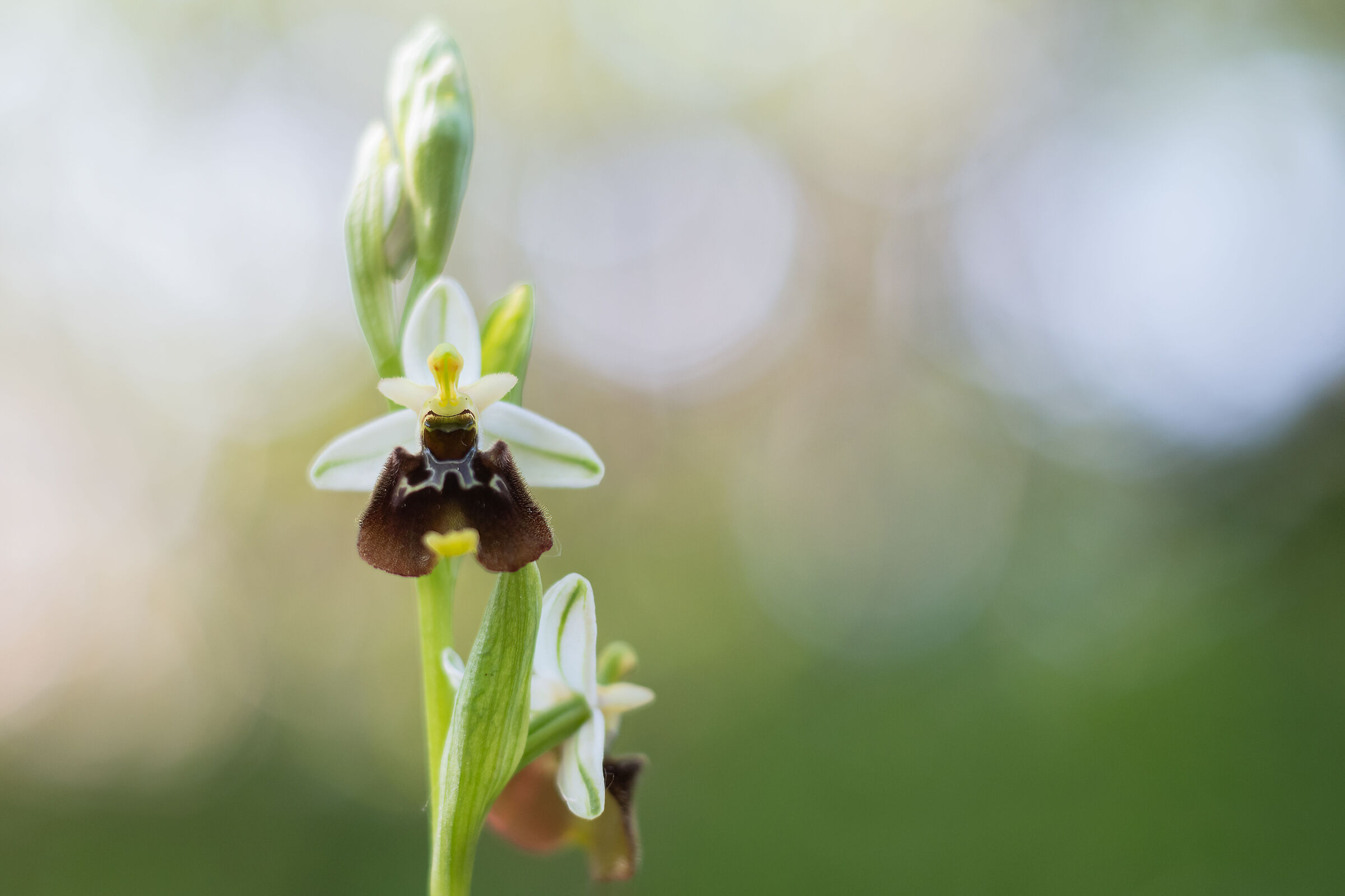 Ophrys holosericea