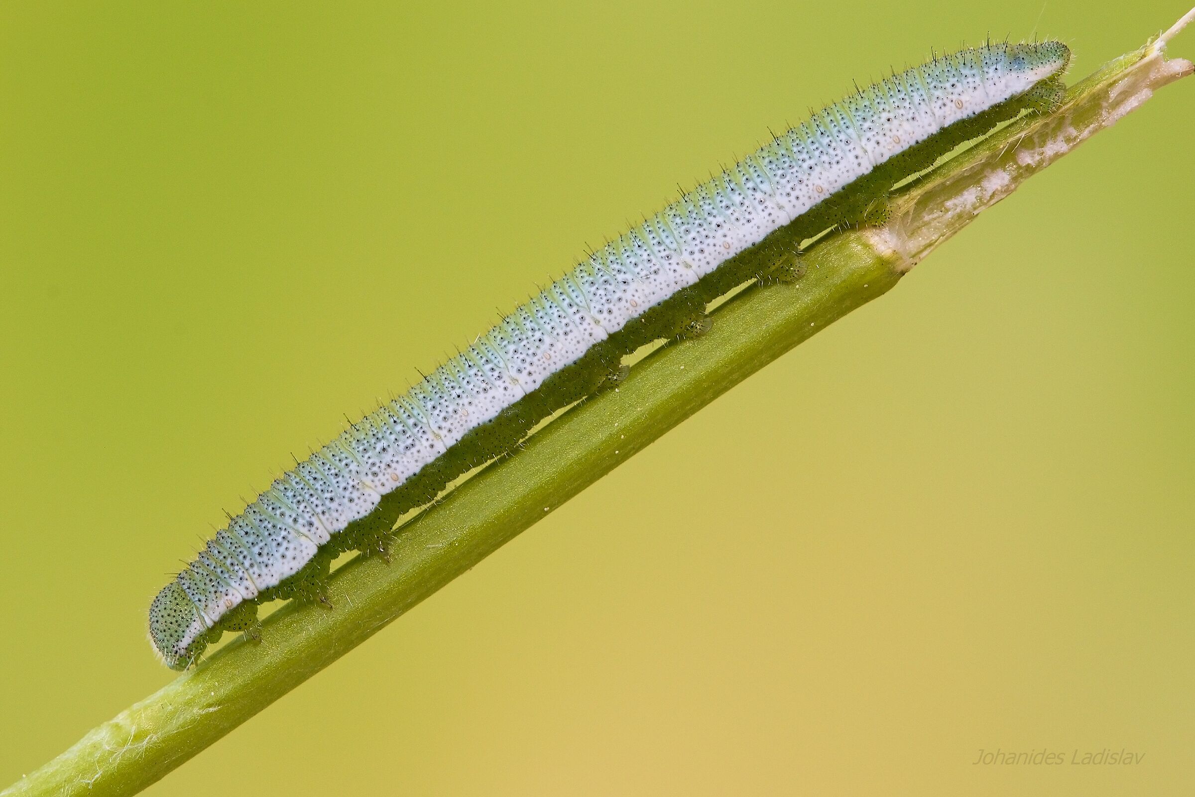 Anthocharis cardamines