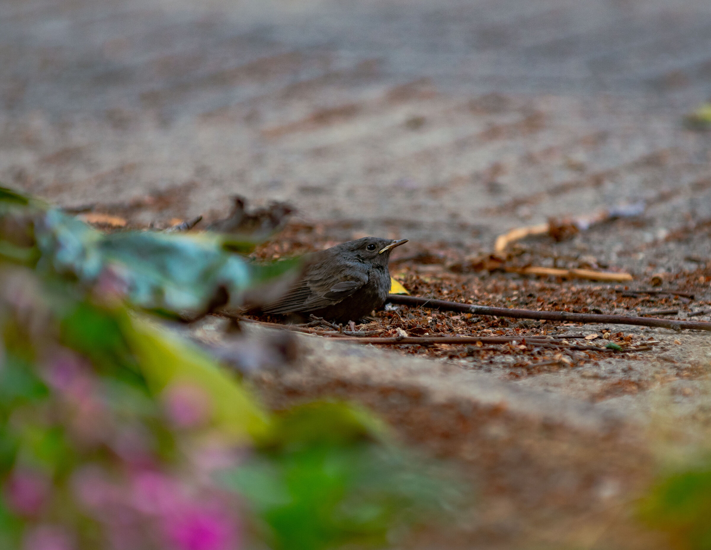 Incontri nel Giardino