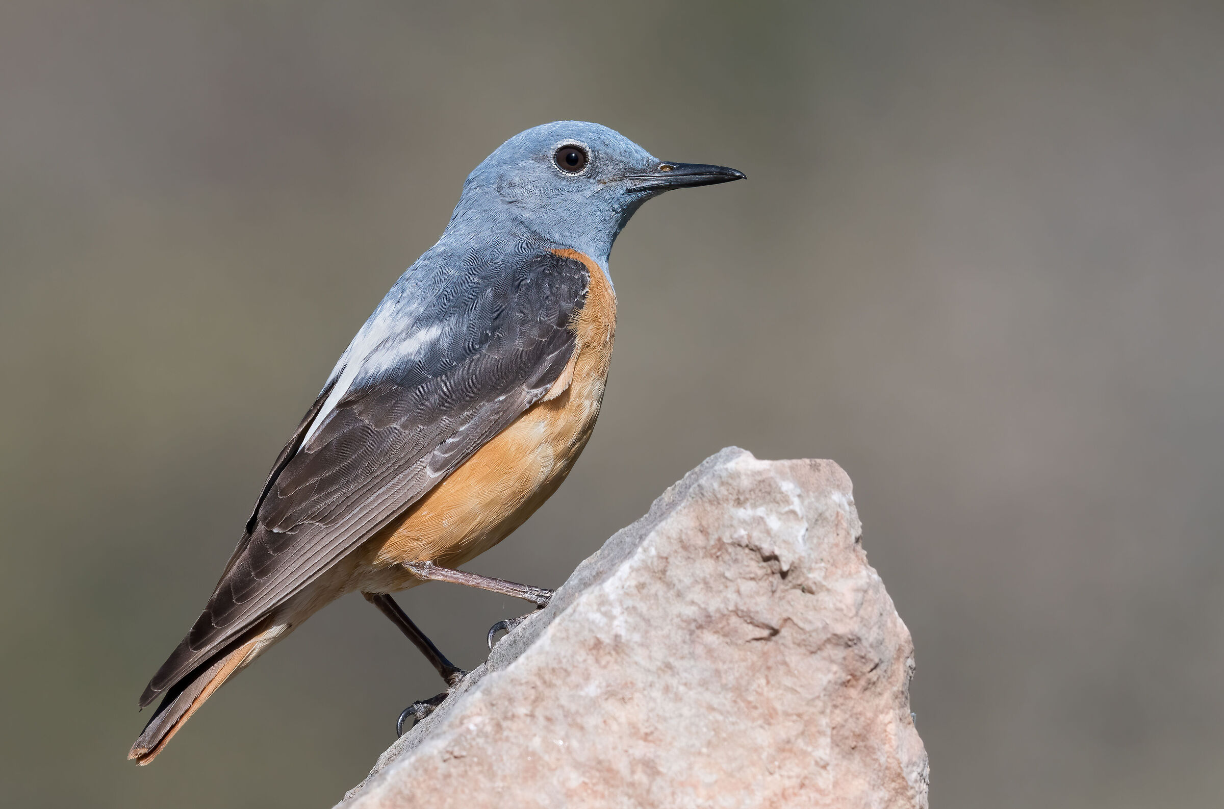 Rock thrush
