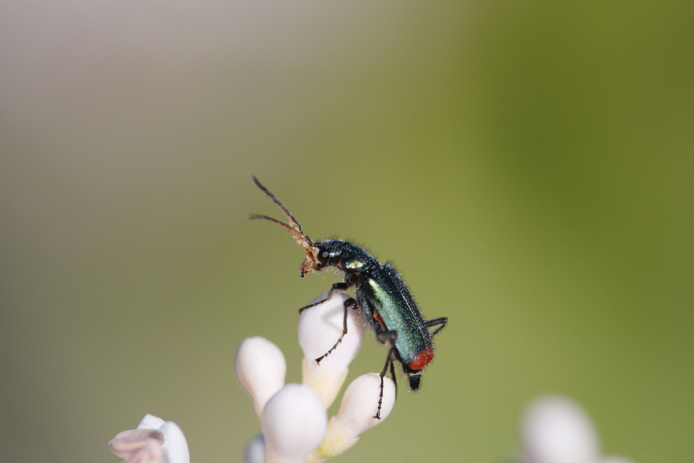 Coleottero malachide (1.4:1)